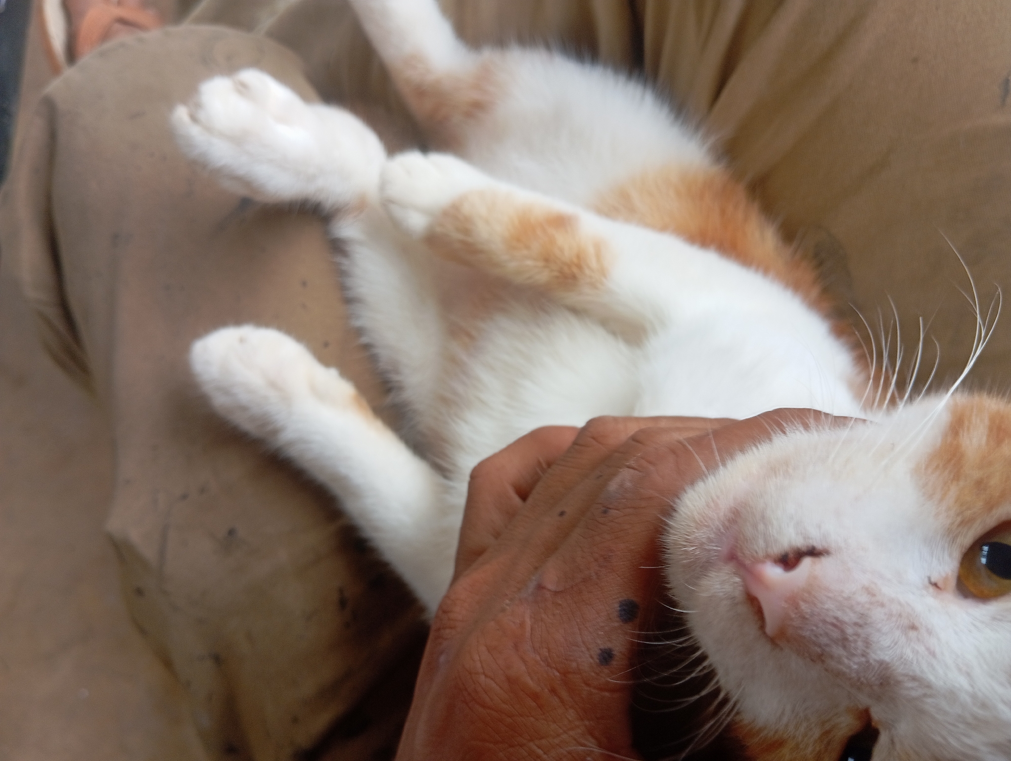A close-up, high-angle shot captures a ginger and white cat lying on its back. The cat's belly is exposed, revealing white fur with scattered ginger patches. Its paws are visible, one resting near its face. A person's hand is holding the cat's chin, with dark spots visible on the skin of the hand. The cat's face is partially visible, showing its pink nose, whiskers, and a portion of its yellow eye. The background consists of a textured, brownish material, possibly clothing or upholstery, which appears to be in a domestic setting. The location is specified as Desa Retak Mudik, Indonesia.