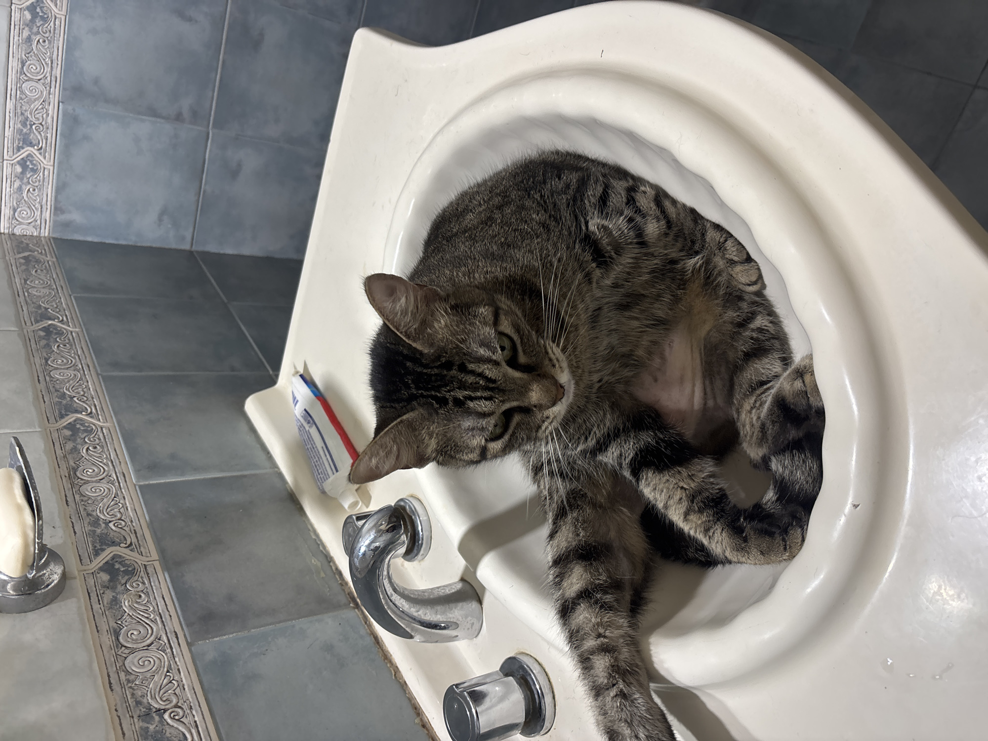 A tabby cat is curled up inside a white bathroom sink. A tube of toothpaste is visible near the faucet. The background shows bluish-grey tiled walls and a soap dish. The location is an indoor bathroom. No city or location info (like Buenos Aires) is discernible from the image.