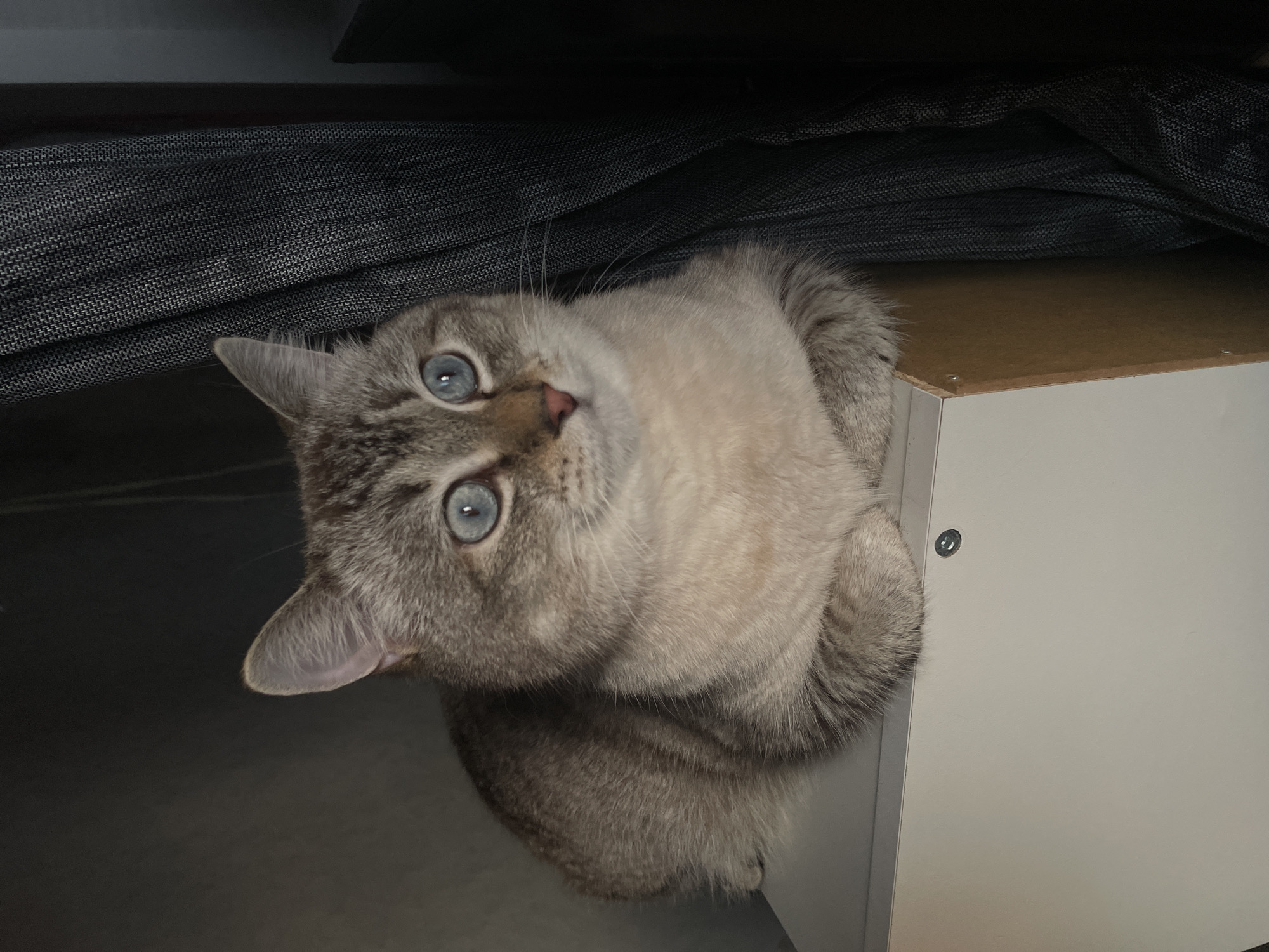 A Siamese mix cat with striking blue eyes is curled up on a white surface next to a dark gray textured curtain. The cat is facing to the right, with its paws tucked underneath its body. The background is dimly lit, with a dark wall on the left and the curtain and a dark object on the right. A portion of a light-colored box or furniture is visible beneath the cat. The scene appears to be indoors, in a residential setting. The provided context does not offer any information about the location of Votkinsk, Russia.