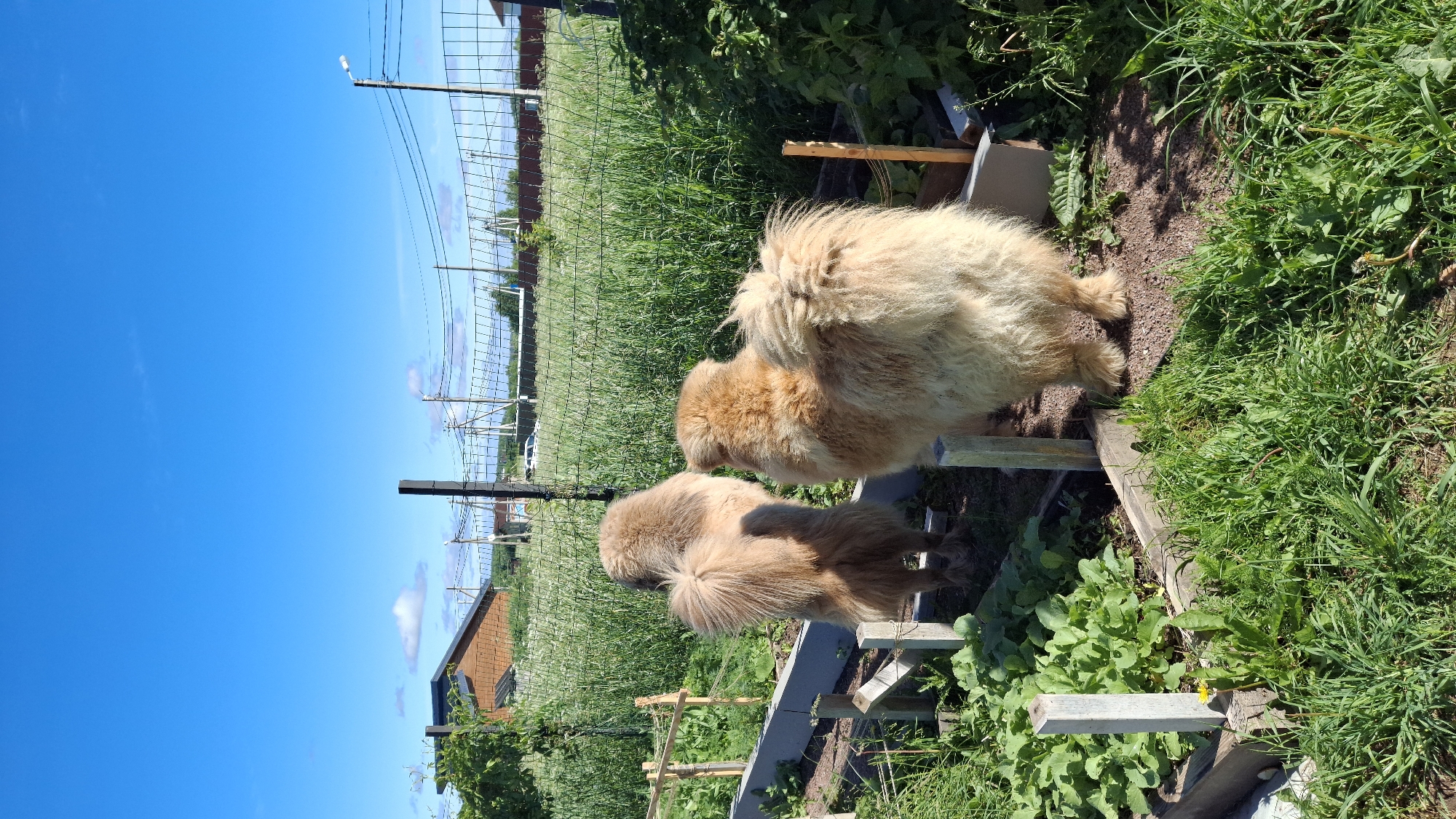 In Kempelevo, Russia, two fluffy, light-colored dogs stand in a garden. The dogs, facing away from the camera, are situated within raised garden beds. One dog is positioned on the left, appearing slightly smaller than the other dog on the right. Both dogs have prominent, bushy tails. The garden is surrounded by a fence, beyond which are green fields, a house with a brown roof, and utility poles against a clear blue sky with scattered clouds. The ground in the garden beds appears to be a mix of soil and gravel.