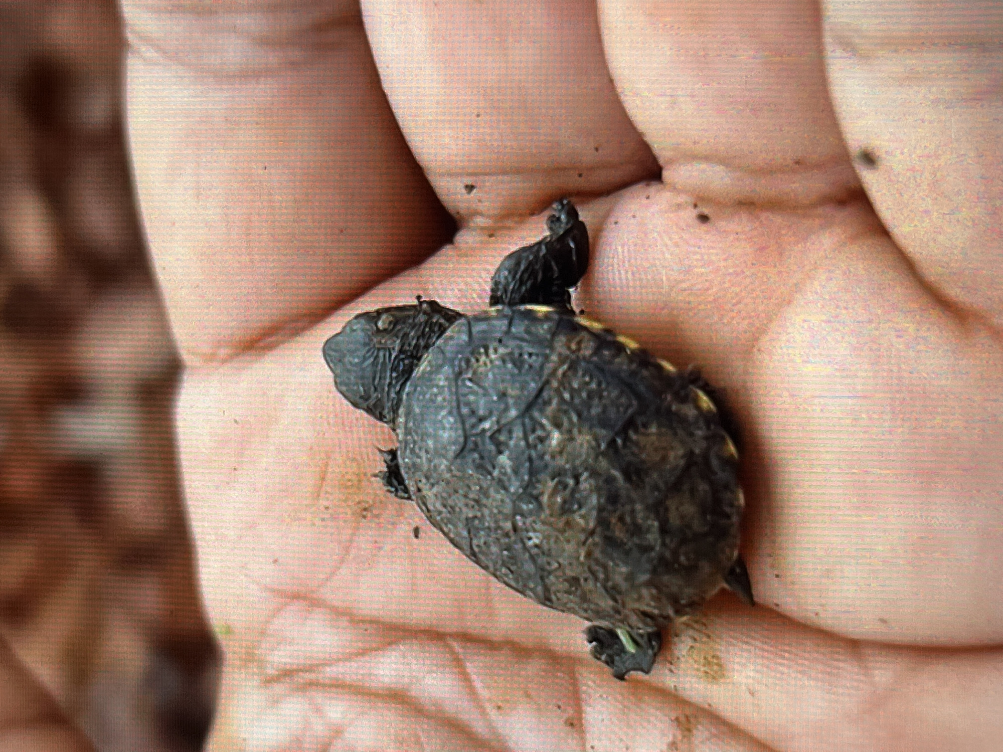 A small, dark-shelled turtle hatchling, covered in what appears to be mud or soil, rests on the open palm of a human hand. The turtle's head is oriented away from the viewer, revealing the textured, dark carapace and visible yellow coloration along the edges of its plastron and limbs. The hand is light-skinned, displaying prominent palm lines and creases, with some dirt particles adhering to the skin surface. The background is highly blurred, showing diffuse brown and reddish-brown tones consistent with a natural outdoor setting. Vertical striations are present across the entire image, indicative of a display artifact or image capture method. The scene is located in Tinaquillo, Venezuela.