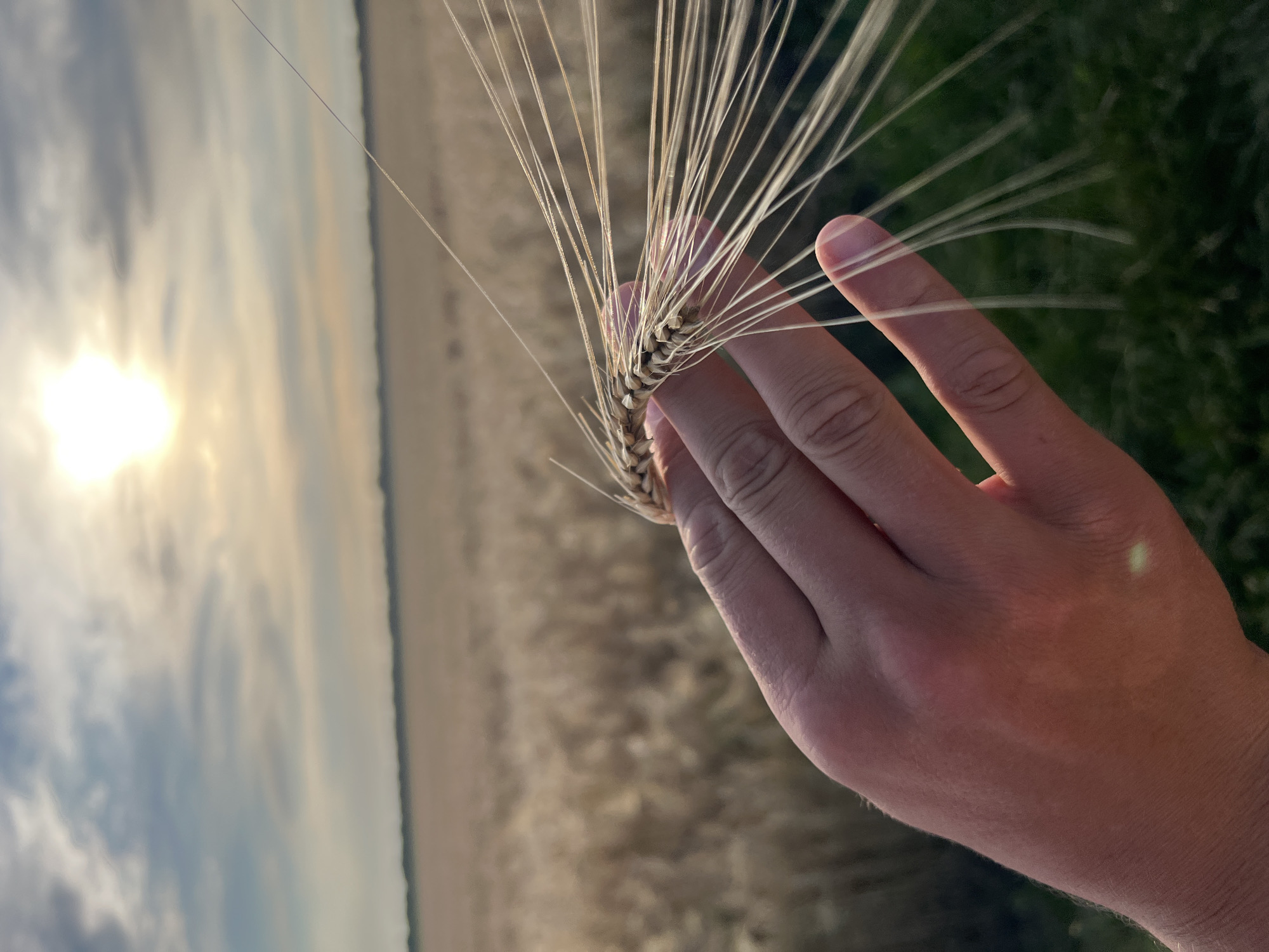 An extreme close-up shot focuses on a person's left hand holding a stalk of wheat against a backdrop of a wheat field under a hazy sky with the sun visible. The wheat stalk, with its long, thin awns, extends across the frame. The hand is positioned in the lower left quadrant of the image, with the fingers gently curved around the wheat. The background is a blur of golden wheat, suggesting a vast agricultural landscape. The sun, a bright, diffused orb, is high in the sky, casting a warm glow over the scene. The overall impression is one of a serene, rural setting, likely during late summer or early autumn.