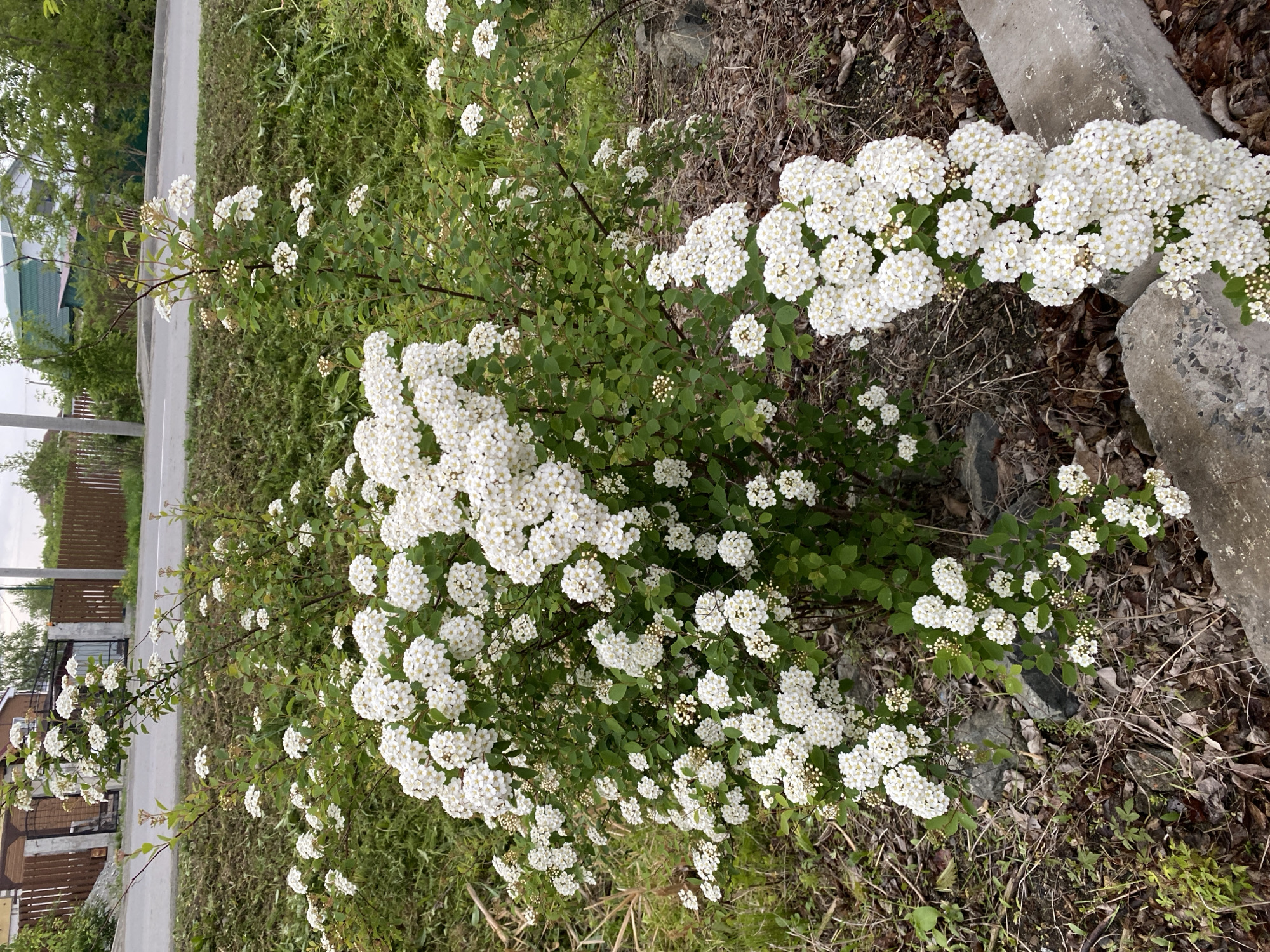 The image shows a bush with white flowers in Knevichi, Russia. The bush is growing next to a road and a sidewalk. There is a building and a fence in the background. The ground around the bush is covered in grass and leaves.