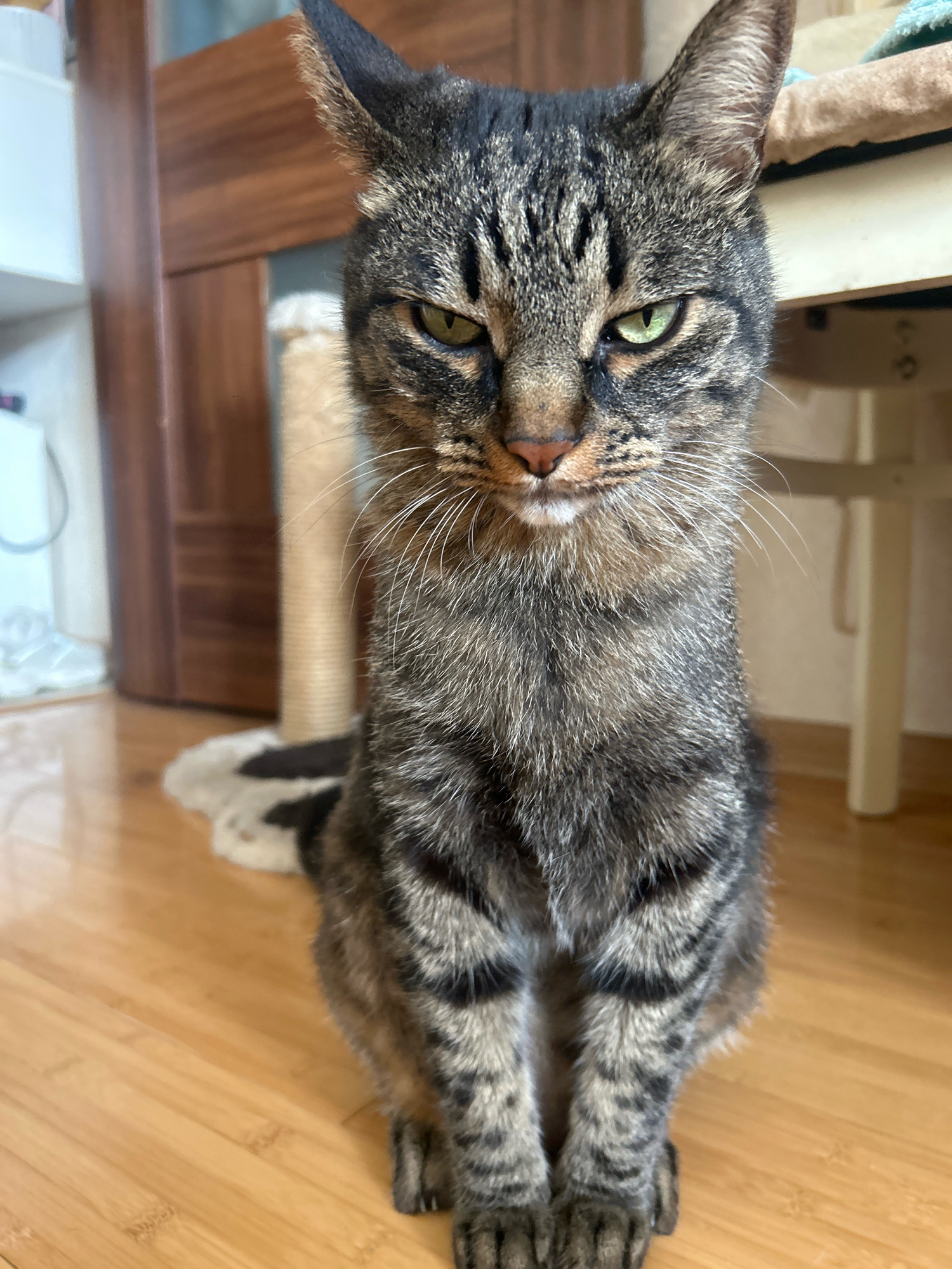 A domestic tabby cat with green eyes and a stern expression is sitting on a polished wooden floor. The cat is facing the camera, with its front paws tucked neatly beneath it. The cat's fur is a mix of black, brown, and gray stripes. In the background, there is a cat scratching post, a light-colored rug with a black pattern, and a portion of a wooden cabinet. A portion of a white table and chair legs are also visible. The scene appears to be indoors in a residential setting. There is no information to determine the location in Khyrdalan, Azerbaijan.