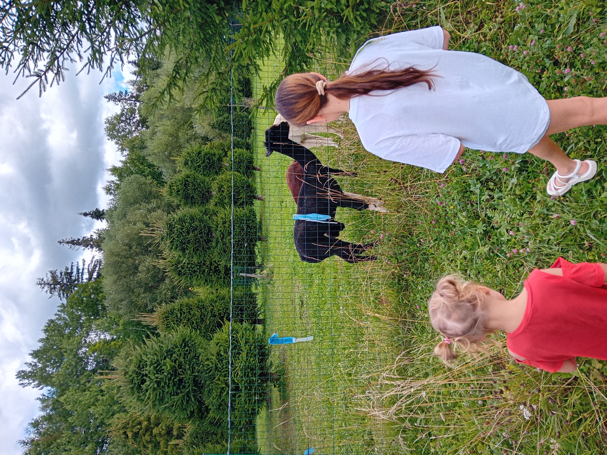 Two young girls, one in a red top and the other in a white t-shirt, are looking at three alpacas in an outdoor enclosure. The enclosure is fenced with green wire mesh and contains a grassy area with scattered clover flowers and tall grasses. Behind the enclosure, a dense forest of evergreen and deciduous trees forms the background, with a cloudy sky overhead. The scene appears to be in Zuberec, Slovakia, given the context provided. The black alpaca in the foreground is wearing a blue harness. The other two alpacas are brown and white. The girl in the red top has blonde hair in two pigtails, and the girl in the white t-shirt has long brown hair tied in a ponytail.