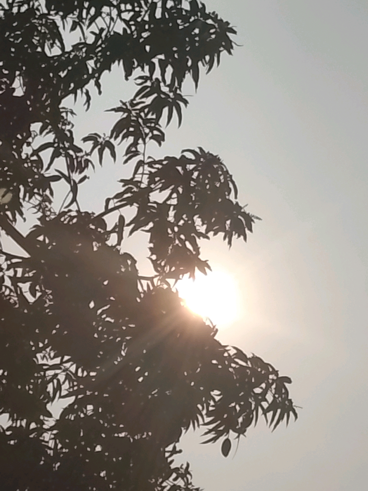 The image is a photograph taken outdoors, likely during the daytime, featuring the silhouette of tree branches against a bright, hazy sky. The sun is visible as a bright, diffused orb peeking through the foliage, casting lens flares and rays of light. The leaves of the tree are dark and appear dense, obscuring parts of the sky. One or two small, dark, oval shapes, possibly fruits, are hanging from one of the branches. The overall impression is that of a natural scene, possibly a park or a garden, with the sunlight creating a somewhat ethereal or atmospheric effect. The location provided, Ujungrusi, Indonesia, suggests a tropical or subtropical environment where such trees and lighting conditions are common.