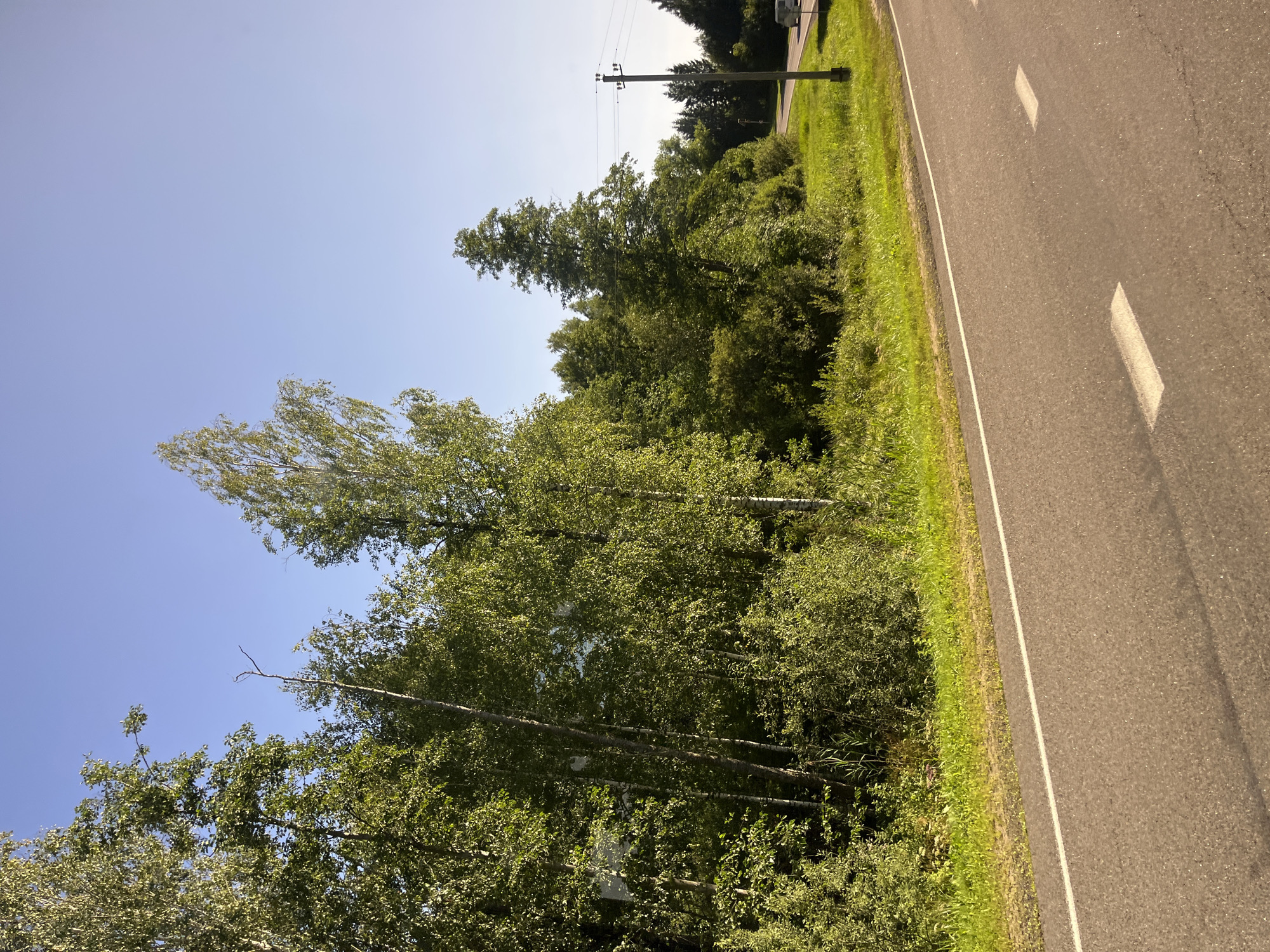The image depicts a roadside scene in the Мядзельскі сельскі Савет, Belarus, on a clear, sunny day. A paved road with white lane markings curves into the distance on the right side of the frame. To the left of the road is a dense growth of green trees and bushes, with a few slender birch trees visible among them. In the background, beyond the trees and a grassy verge, a telephone pole with wires stands next to the road. Further down the road, a white van is visible in the distance. The overall impression is one of a rural landscape on a bright, warm day.