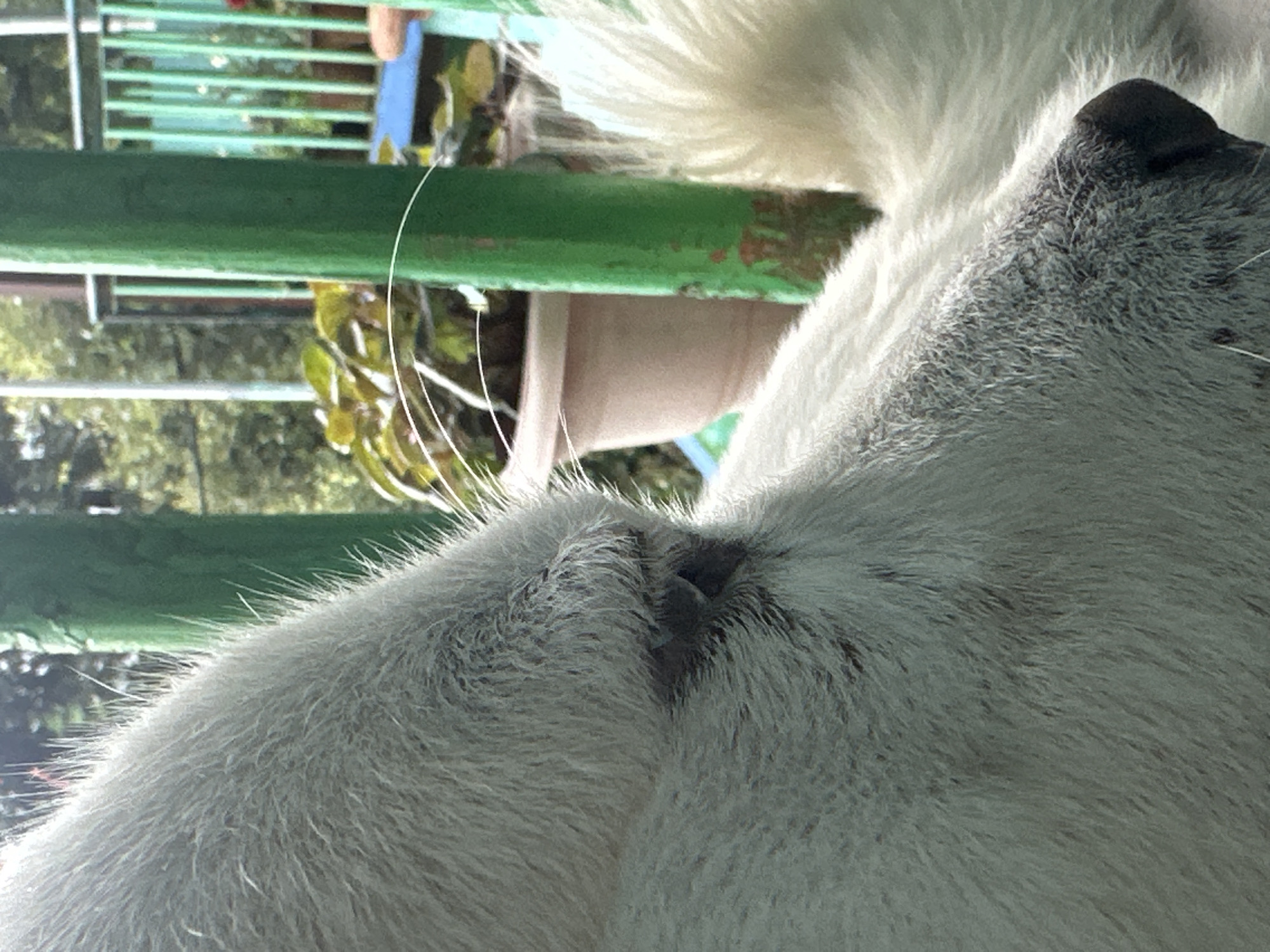 A close-up, side profile shot focuses on the head of a white dog. The dog's fur is thick and appears to be catching the sunlight, with individual hairs visible. The eye of the dog is partially visible, appearing dark and surrounded by fur. A portion of the dog's dark nose is also in focus. In the background, out of focus, are green vertical posts, a light-colored planter with green foliage, and a railing with vertical bars. The environment appears to be outdoors, possibly a patio or garden area.