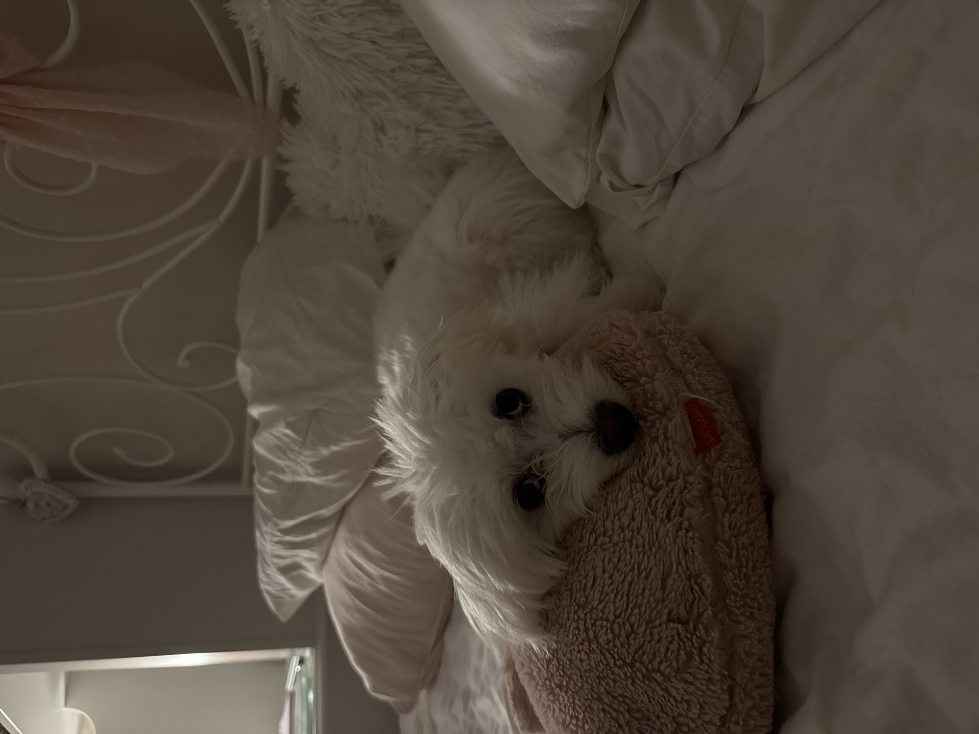 A small, white, fluffy dog, likely a Maltese, is the central subject of the image, resting comfortably on a bed. The dog's head is nestled on a soft, light brown or pink fuzzy object, possibly a stuffed animal or blanket, and its dark eyes are open, looking directly towards the viewer.
The bed is dressed with white sheets and pillows, including a large fluffy white pillow behind the dog and a light pink pillow partially visible underneath. To the left, a white ornate metal headboard with decorative scrolls is visible, suggesting a classic bed frame. The overall lighting is dim, indicating an indoor setting, likely an evening or night scene, or a room with subdued artificial illumination.
A small red tag with "POLAND" written vertically in white text is visible on the light brown/pink fuzzy object. The scene conveys a sense of calm and coziness in what appears to be a bedroom. While the provided context is Targovishte, Bulgaria, there are no specific visual cues within the image to confirm this location.