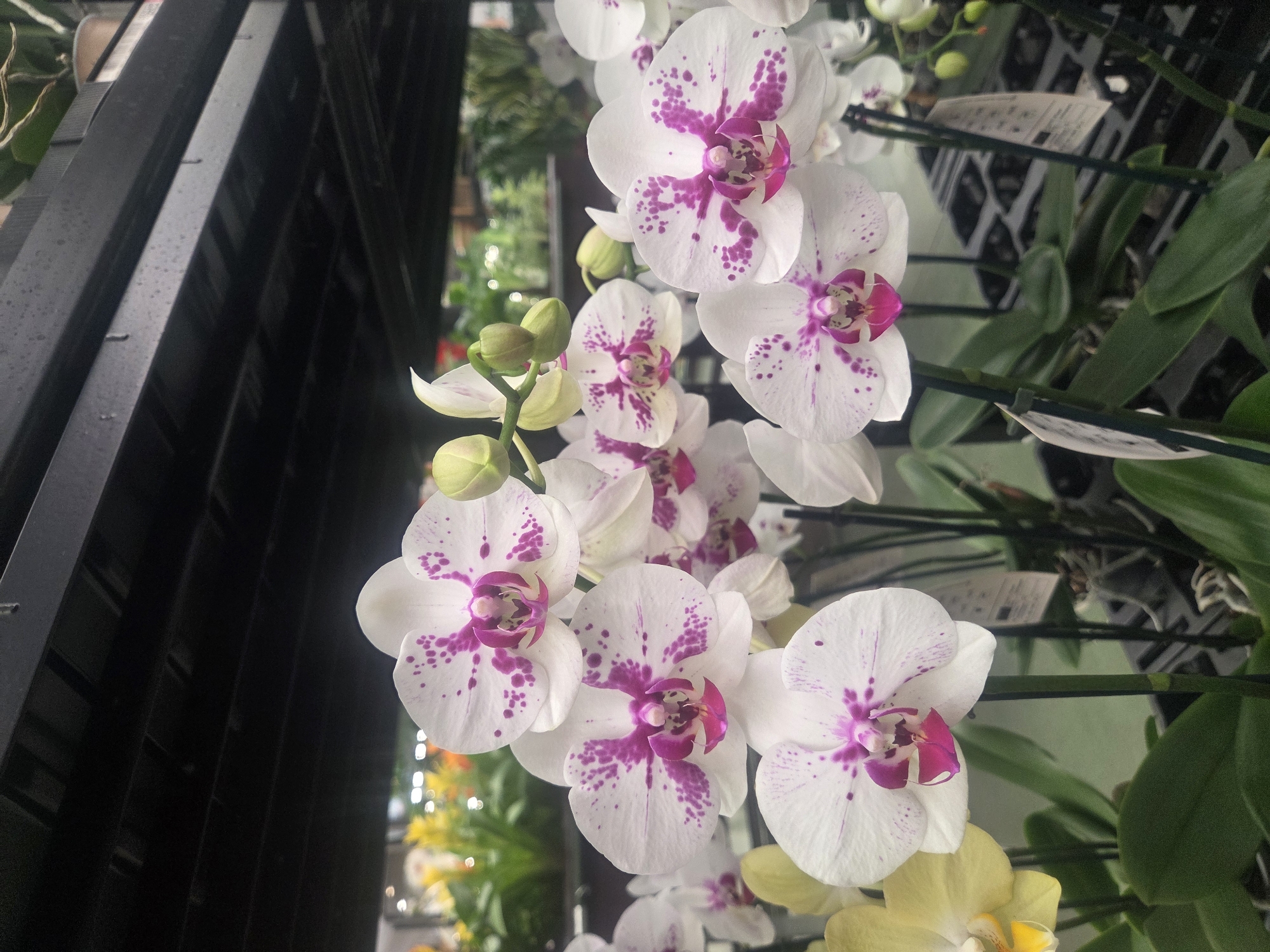 The image shows a close-up of several potted white orchids with pink markings, arranged on shelves. The orchids are in various stages of bloom, with some flowers fully open and others still as buds. The background is blurred, but appears to be an indoor setting, possibly a nursery or a store, with other plants and shelving visible. The overall lighting is bright and diffused. No people or actions are depicted. The scene appears to be a retail display of flowering plants.