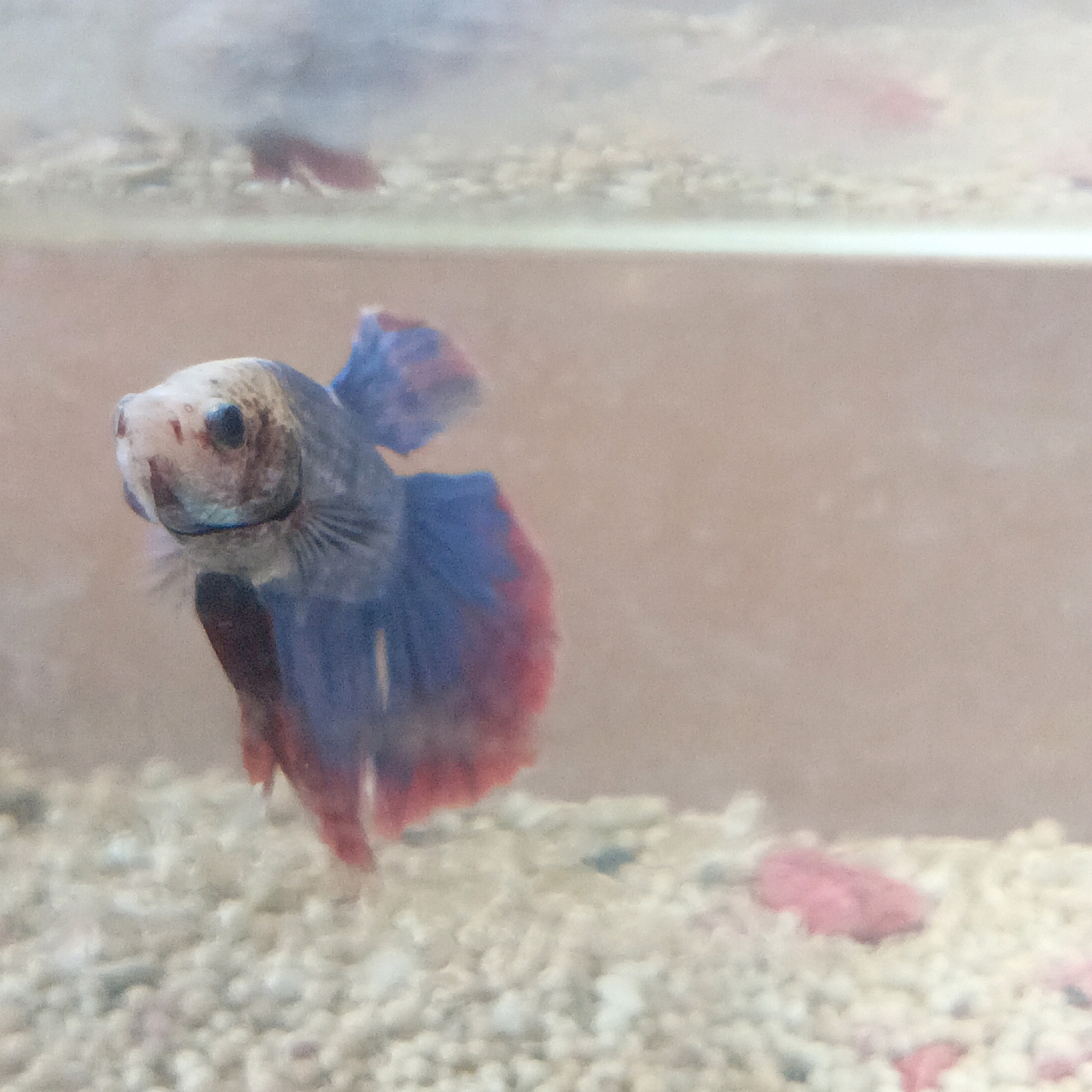The image is a close-up, slightly out-of-focus photograph of a Betta fish swimming in a gravel-bottomed tank. The fish, with its distinctive flowing fins, is predominantly blue and red, with some lighter coloration on its head and face. It is positioned slightly off-center, facing the viewer with its mouth open. The gravel in the tank appears to be small, light-colored pebbles, with a few small pink objects scattered among them, possibly decorative aquarium items. The background is a soft, blurry gradient of muted brown and white, suggesting the interior of a room or a tank backdrop. There is no discernible location in the city of Salatiga, Indonesia, depicted in this image; it is a close-up shot of an aquarium inhabitant.