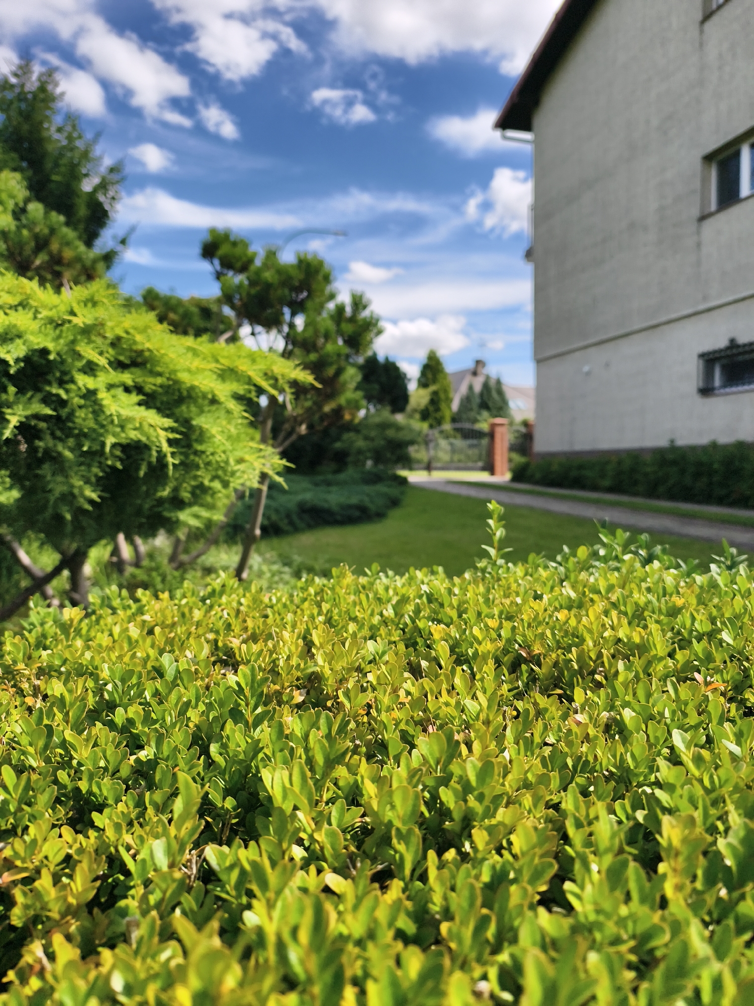 The image depicts a close-up view of a dense, vibrant green hedge in the foreground, bathed in bright sunlight. Beyond the hedge, a manicured lawn stretches towards a gravel driveway. In the background, a building with a light-colored facade, a dark-tiled roof, and several windows is visible on the right side of the frame. To the left, a mature evergreen tree with layered branches stands prominently. Further in the distance, a fence with brick pillars and more evergreen trees can be seen. The sky is a brilliant blue, dotted with fluffy white clouds. The scene appears to be a well-maintained residential garden, possibly in Tczew, Poland, given the architectural style of the building and the landscaping. There are no people or animals visible in the image, and no specific actions are depicted. The overall impression is one of a peaceful and orderly outdoor setting on a clear, sunny day.