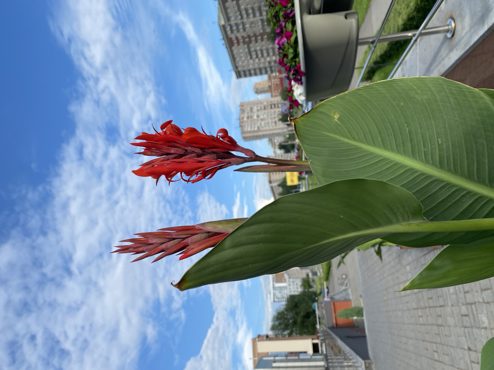 A close-up, low-angle outdoor shot features two vibrant red Canna lilies in the foreground, with their spiky flower buds and large green leaves dominating the frame. Behind the flowers, a cloudy blue sky with scattered white clouds serves as the backdrop. The mid-ground reveals a tiled walkway leading to a building, with trees and several tall, multi-story apartment buildings visible in the distance. A planter box filled with pink and white flowers sits on the right side of the image, next to a silver railing. The scene appears to be in an urban environment, possibly a courtyard or a public space in a city. There are no people visible in the image.