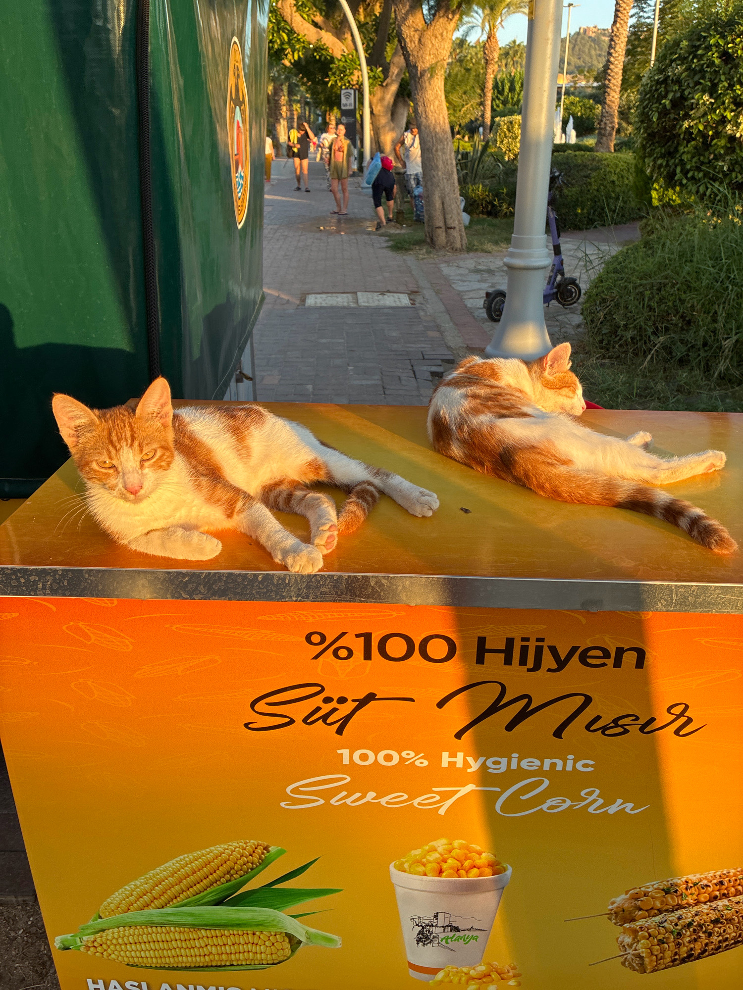 Two orange and white tabby cats are resting on a yellow surface. The cat on the left is lying on its side facing the camera, with its front paws tucked underneath. The cat on the right is curled up on its side, facing away from the camera.
Below the cats is an orange banner with text that reads "%100 Hijyen Süt Mısır 100% Hygienic Sweet Corn." There are illustrations of corn on the cob and a cup of corn kernels.
In the background, a sidewalk lined with trees and bushes is visible. Several people are walking on the sidewalk, and a purple scooter is parked near a lamppost. The scene appears to be a public outdoor area, likely a promenade or park, given the presence of trees, a sidewalk, and people strolling. The text on the banner suggests a food vendor, possibly selling sweet corn, located in Alanya, Turkey, as indicated by the "ALANYA" text within the logo on the cup. The lighting suggests it is either early morning or late afternoon, with sunlight casting warm tones on the scene.