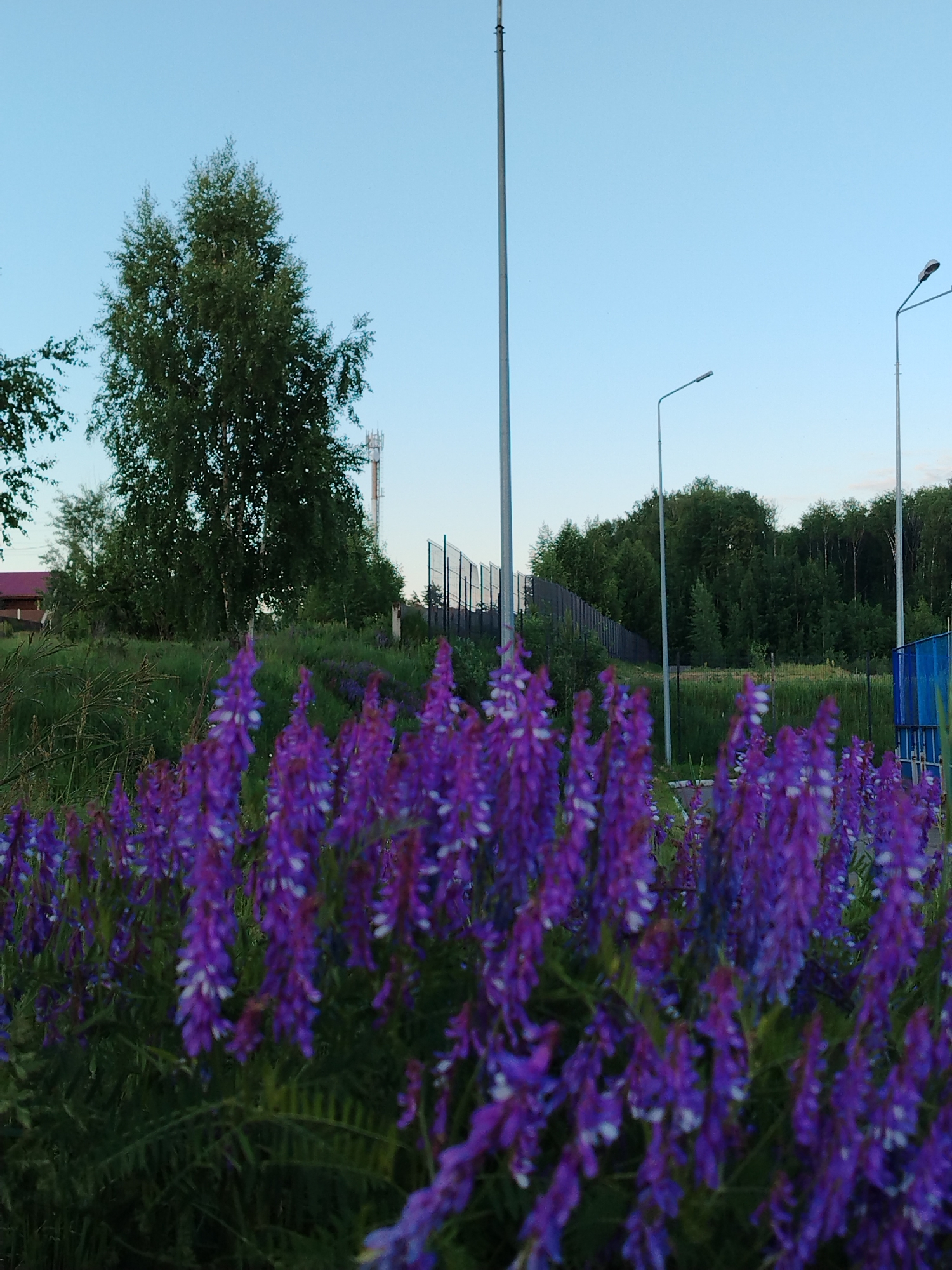 The image presents a serene outdoor scene in Noviy, Russia, dominated by a vibrant display of nature and subtle hints of human development. In the immediate foreground, a dense cluster of purple flowers, likely a species of vetch, blooms abundantly. These blossoms are slightly out of focus, creating a sense of depth and drawing attention to the broader landscape beyond.
Behind the flowers, a field of green grass stretches towards a treeline composed of various deciduous and coniferous trees, including a prominent birch tree with its distinctive bark visible. Several tall, slender man-made structures punctuate the scene: a tall utility pole stands on the left, and two streetlights with curved arms extend into the frame from the right. A dark fence, possibly a chain-link or mesh barrier, runs along the middle ground, marking a boundary.
In the distance on the left, a building with a reddish roof can be partially seen nestled among the trees, while a communication tower rises above the distant treeline on the right side of the image. A blue structure is also visible near the right edge, behind the fence. The sky above is a clear, bright blue, suggesting the gentle light of either late afternoon or early morning. The overall impression is one of peaceful coexistence between wild nature and subtle human infrastructure. There are no people visible, nor any discernible text within the image.
