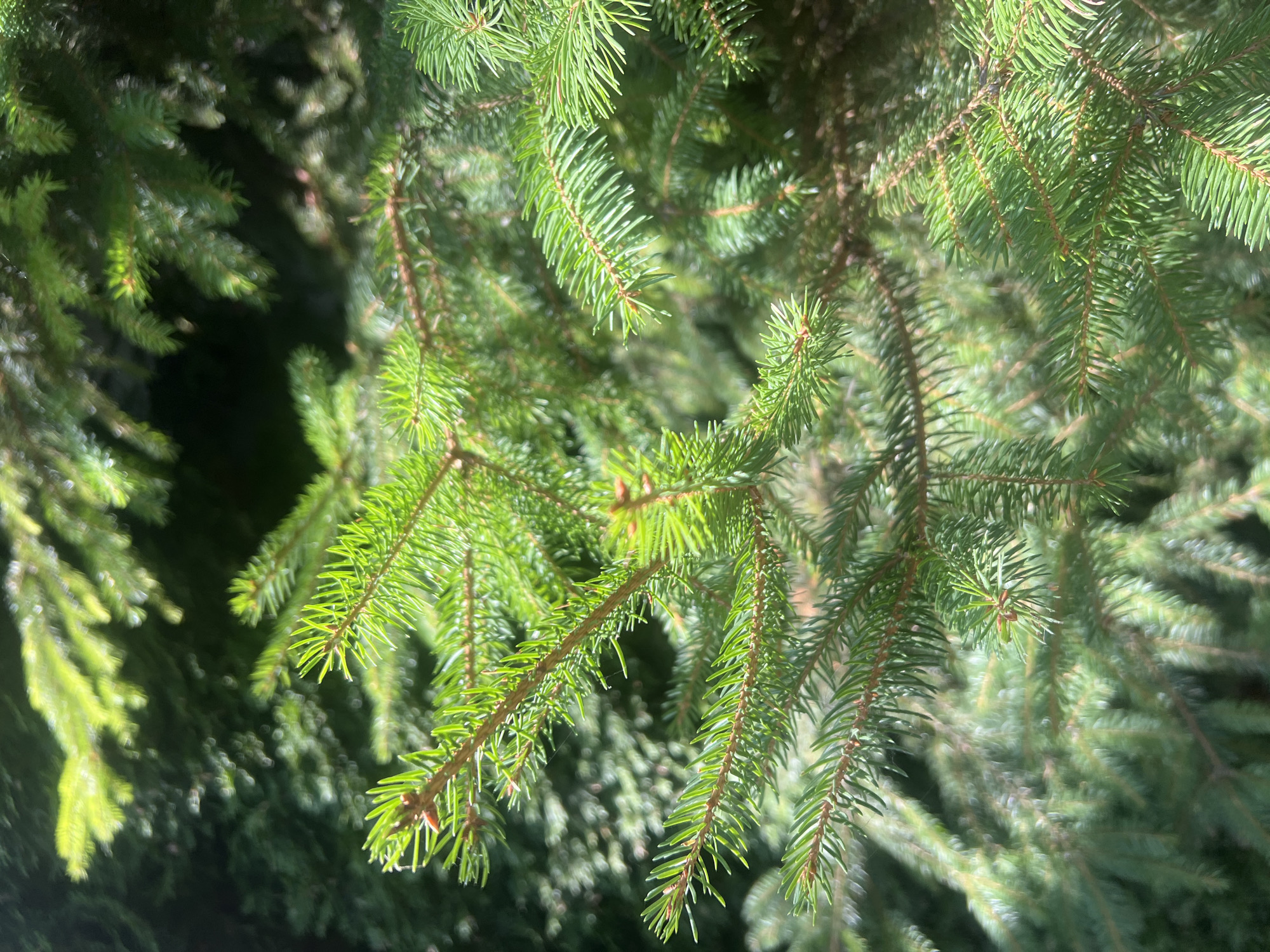 The image is a close-up, high-angle shot of evergreen tree branches, likely spruce or fir, with vibrant green needles. The focus is sharp on the foreground branches, highlighting their texture and detail, while the background is softly blurred, creating a bokeh effect with dappled sunlight filtering through. The needles are short, pointed, and densely packed along the brown branches. Some branches are angled towards the viewer, while others recede into the background. The lighting suggests an outdoor environment, possibly a park, forest, or backyard, on a sunny day. There are no people or animals visible in the image. The overall impression is one of natural beauty and the lushness of a coniferous forest.