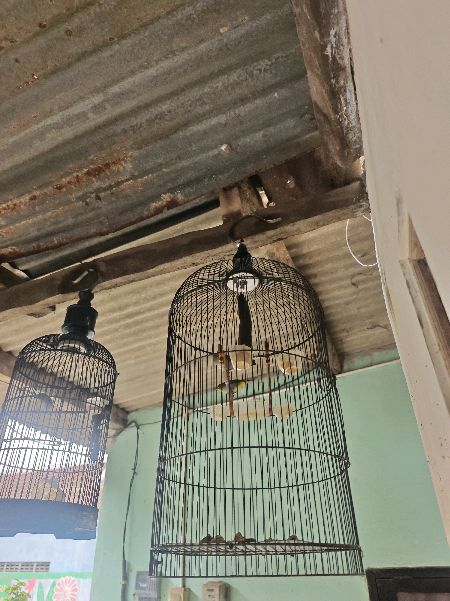 Two bird cages hang from a corrugated metal roof supported by wooden beams. The cages are made of black metal bars. In the cage on the right, a small yellow and green bird is perched on a small perch inside. In the cage on the left, a small bird is visible, though its exact coloring is unclear. The background consists of a light green wall and a white vertical beam. The overall scene appears to be outdoors, possibly a porch or an open-air structure, common in residential areas of Kediri City, Indonesia, where birds are often kept as pets or for singing competitions.