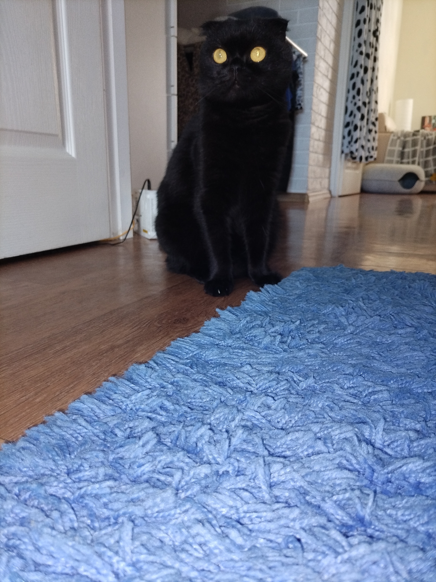 A black cat with bright yellow eyes sits on a wooden floor in front of a blue shag rug. The cat is facing the camera, and its ears are folded down. Behind the cat, a white door is visible on the left. Further back, a white brick wall is partially visible, and a curtain with a black and white spotted pattern hangs on the right. In the background, a grey and white checkered cloth covers a piece of furniture, and a white pet bed is also visible. The lighting in the room appears to be artificial.