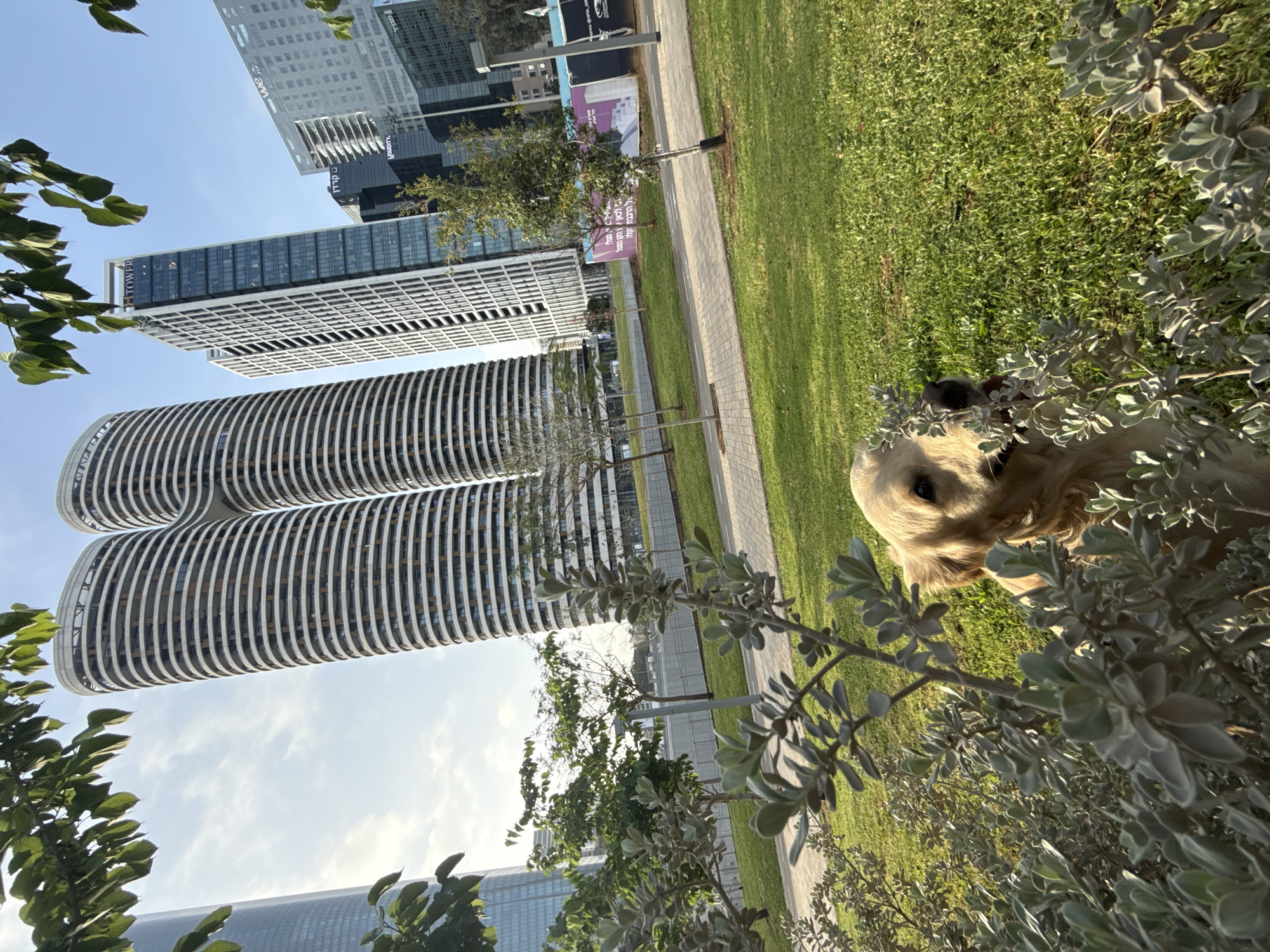 A medium shot shows a light-golden dog peeking out from behind a leafy bush. The scene is outdoors in a park setting, as evidenced by the green grass and manicured path. A modern cityscape in Tel-Aviv, Israel is visible in the background, including two cylindrical high-rise buildings that sit next to each other.
