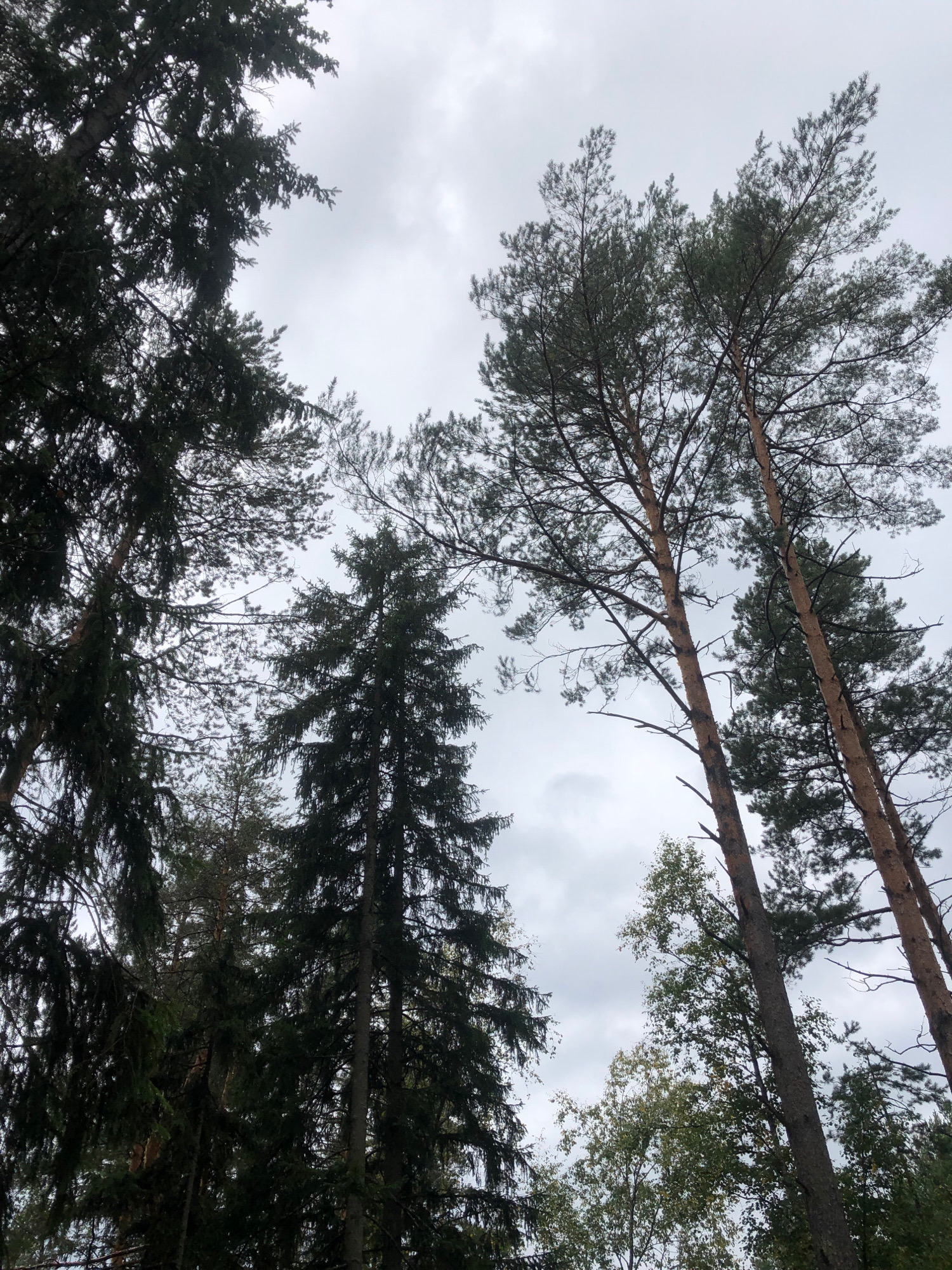 A low-angle shot looking up at tall pine and spruce trees against an overcast sky. The trees are dense with dark green needles. The sky is a uniform light gray, with no visible sun. The image is likely taken in a forest or park setting. The specific location in Arfa, Russia, cannot be determined from the visual information alone. There are no people or discernible actions visible in the image.