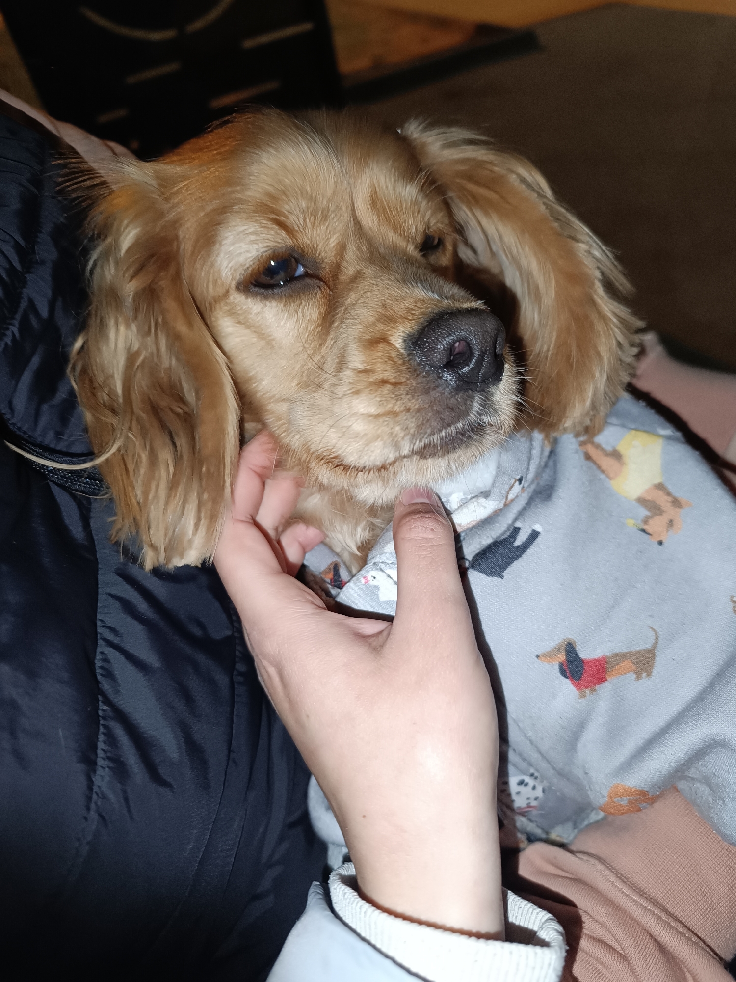 A golden-brown spaniel-type dog with long, floppy ears and dark eyes is the central focus, positioned intimately with a human. The dog wears a light gray top or jumpsuit featuring colorful cartoon dog illustrations, including a prominent dachshund, a white dog with black spots (possibly a Dalmatian), and other various breeds. A human hand, with light skin and a short, natural fingernail, gently supports or pets the dog's chin and neck area, suggesting a moment of affection.
The person is partially visible, wearing a black padded jacket, likely a puffer jacket, over a lighter-colored long-sleeved garment with a ribbed cuff. The setting is indoors, with dim, warm artificial lighting creating a cozy and intimate atmosphere, likely in the evening. The dog appears calm and content, looking directly towards the camera with a soft, gentle expression, indicative of a loving interaction between pet and owner. The background is largely dark and out of focus, consisting of dark furniture or wall surfaces, which emphasizes the subjects. No visible text is present in the image. The scene captures a tranquil moment of companionship.