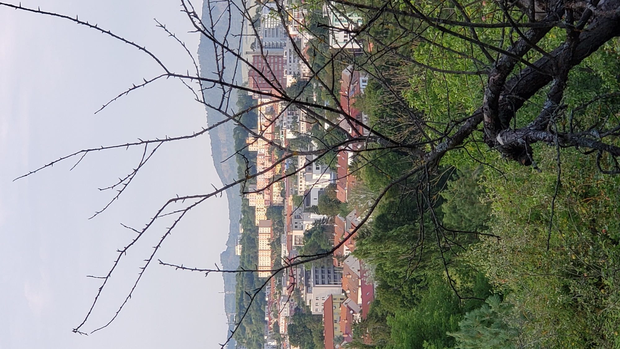 The image depicts a view of the city of Prešov, Slovakia, from a slightly elevated position, likely a hillside or park. In the foreground, a prominent, gnarled tree with bare branches, possibly dead or dormant, partially obscures the view. The branches are thin and thorny, creating a stark contrast with the more lush greenery behind it. Beyond the tree, a panorama of the city unfolds. Numerous residential buildings of varying heights and architectural styles are visible, including apartment blocks with light-colored facades and terracotta tiled roofs. Some modern buildings with white and gray exteriors are also present. The city is nestled among rolling hills covered in dense green vegetation, suggesting a suburban or semi-rural setting within the city limits. The sky above is a pale, hazy blue, indicating a bright but possibly overcast day. The overall impression is one of a typical urban landscape integrated with natural surroundings. There are no people visible in the image. The scene captures a moment of stillness, focusing on the interplay between the urban environment and the natural elements.