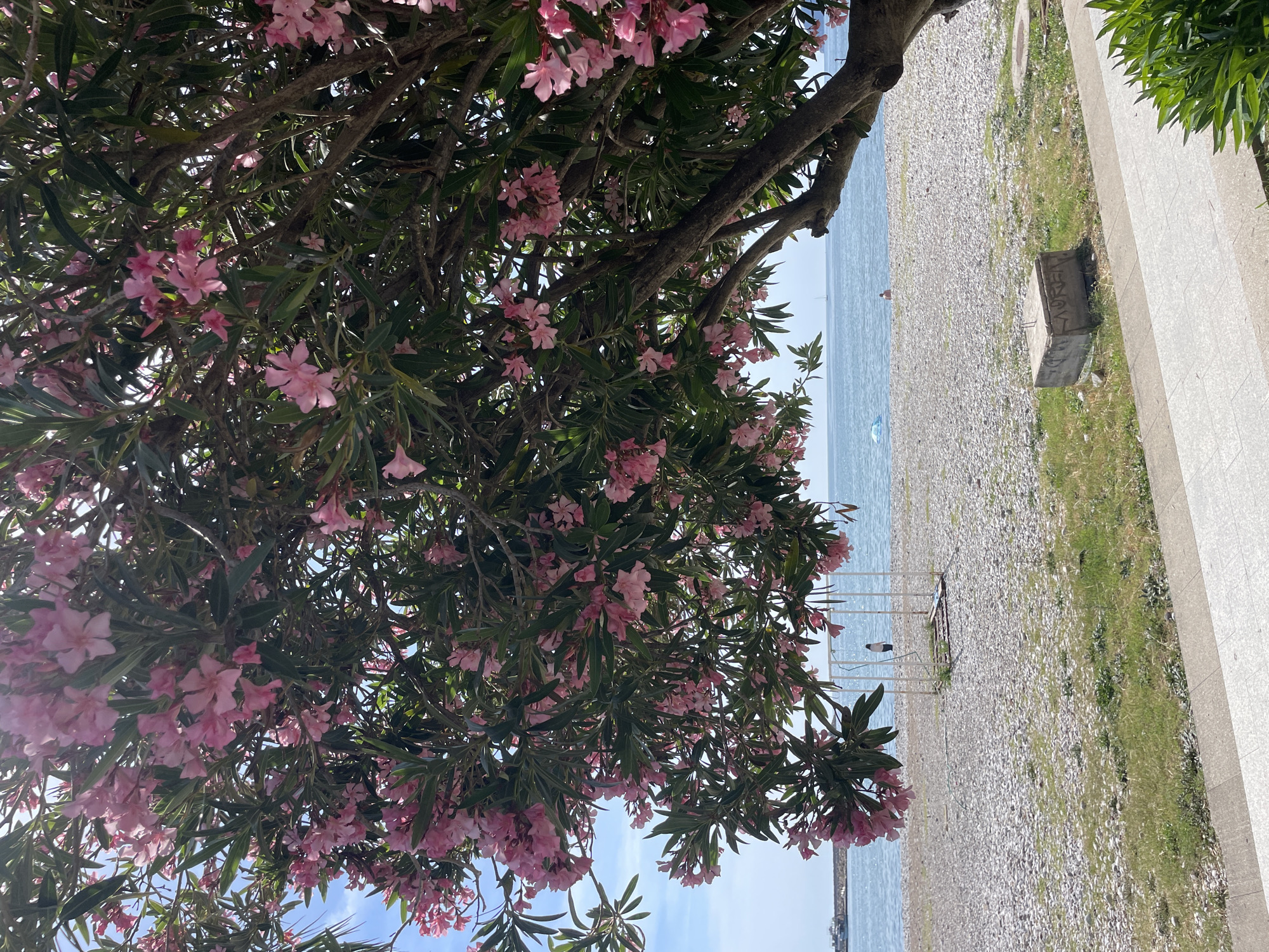 The image depicts a coastal scene in Bar, Montenegro, dominated by a flowering Oleander tree (Nerium oleander) in the foreground, framing a pebble beach and the Adriatic Sea.
The upper portion of the image is filled with the dense foliage and numerous pink blossoms of the Oleander tree. Its dark green, elongated leaves and gnarled brown branches are prominently visible, with sunlight filtering through the canopy, creating bright highlights. The tree's main trunk extends upwards from the lower right.
In the immediate foreground, a light grey concrete tiled walkway runs horizontally. Adjacent to the walkway is a narrow strip of sparse green grass with scattered weeds. Within this grassy area, a weathered rectangular concrete block rests, bearing faded white graffiti on its visible side, possibly reading "AUREA." A second, circular concrete structure is partially visible in the grass further to the right.
Beyond the grassy strip lies a wide pebble beach, characterized by countless small, light-colored stones. Patches of green grass and weeds are interspersed throughout the pebbles, particularly closer to the paved area.
On the pebble beach, two individuals and a structure are visible. Towards the left, a white, open-frame metal structure, possibly a shower or changing booth frame, stands on the pebbles. A person wearing a dark top and light-colored bottom is positioned next to this structure, facing the sea. Further to the right on the beach, a second person is observed sitting or reclining directly on the pebbles, facing the water.
The sea exhibits a calm, light blue hue. A light blue, inflatable object is partially visible in the water, near the right side of the beach. In the distance, a small white sailboat or yacht is faintly visible on the horizon line. To the far left, a distant breakwater or pier extends into the sea, with some darker, indistinct structures visible on it, likely part of port infrastructure. The sky above is clear and light blue, indicating bright, sunny conditions.