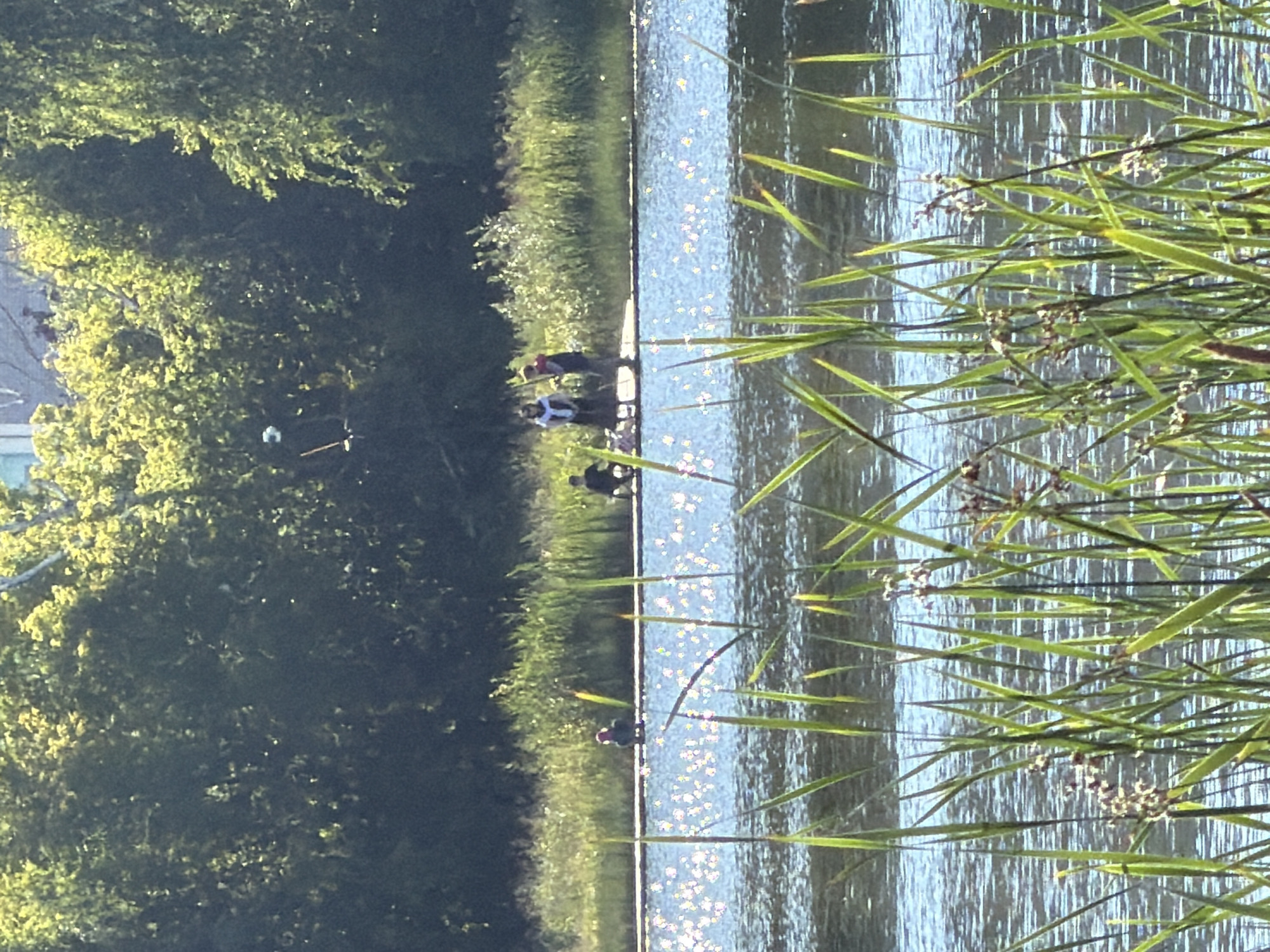 The image shows a group of people standing by the edge of a body of water. The scene is outdoors, with lush green trees and vegetation in the background. The sun is shining, as evidenced by the bright reflections on the water's surface. The time of day appears to be daytime, possibly late afternoon given the quality of light.
There are at least five individuals visible, some of whom are partially obscured by foliage or the angle of the shot. They appear to be standing on a paved or gravel path that runs alongside the water. One person is wearing a white top, and another is in a red top, suggesting casual attire. There are also some dark figures that are less clearly defined. The overall mood seems peaceful, with people enjoying the natural surroundings.
The water is calm, with ripples and shimmering light. Tall, green reeds or grass are growing in the foreground, obscuring parts of the scene and creating a natural frame. The trees in the background are dense and leafy, suggesting a park or natural reserve. There are no visible signs of text in the image. The activity taking place appears to be people gathering or strolling by the water.