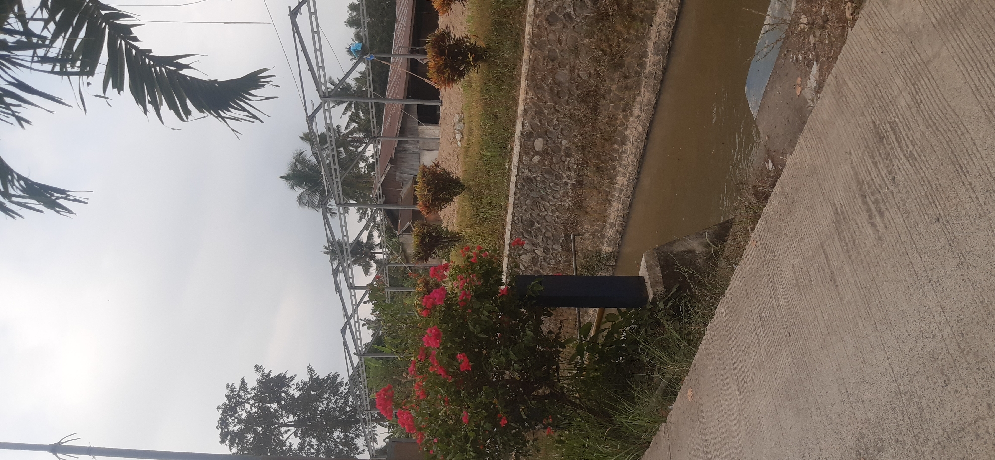 The image depicts an outdoor scene featuring a canal with muddy water, lined by a stone wall. A paved walkway runs alongside the canal. In the foreground, a large bush with vibrant red flowers is prominent. Beyond the canal, a structure with a metal frame and a corrugated metal roof is under construction, suggesting a building or shed. Trees, including palm trees, are visible in the background, and the sky is overcast. The overall impression is one of a rural or semi-developed area. The location is identified as Sepakek, Indonesia. There are no visible people actively engaged in the scene.