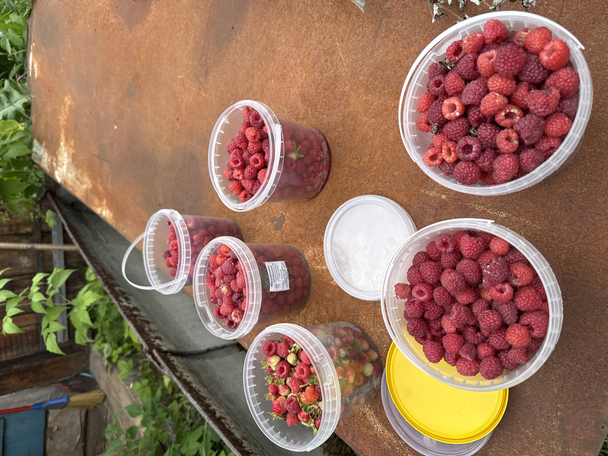 Five clear plastic buckets filled with raspberries and a few strawberries are arranged on a rusty metal surface. One bucket, on the far left, also contains what appear to be strawberries. To the right of this bucket, and slightly behind it, is another bucket full of raspberries. Further to the right, a third bucket is also filled with raspberries. In the foreground, two more buckets of raspberries are positioned lower. One of these buckets has a yellow lid beside it, and another white lid is placed near the second bucket. The background shows some green foliage and wooden structures. The scene appears to be an outdoor setting, possibly a garden or yard.