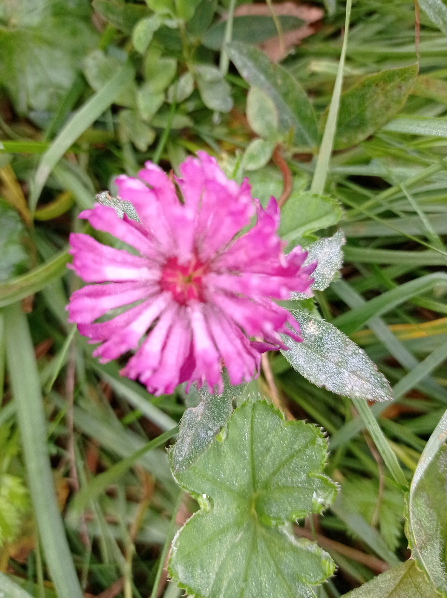 This is a close-up, eye-level, vertical, outdoor, natural light, slightly blurry photograph of a single pink aster flower. The flower is in the center of the frame, with its petals fanning out. The center of the flower is a bright pink, transitioning to lighter pink at the tips of the petals. Several green leaves are visible surrounding the flower, some with dew drops on them. The background consists of more green foliage and blades of grass. There are no people or man-made objects visible in the image, and no specific location within the city of Degtyarsk, Russia, can be identified.