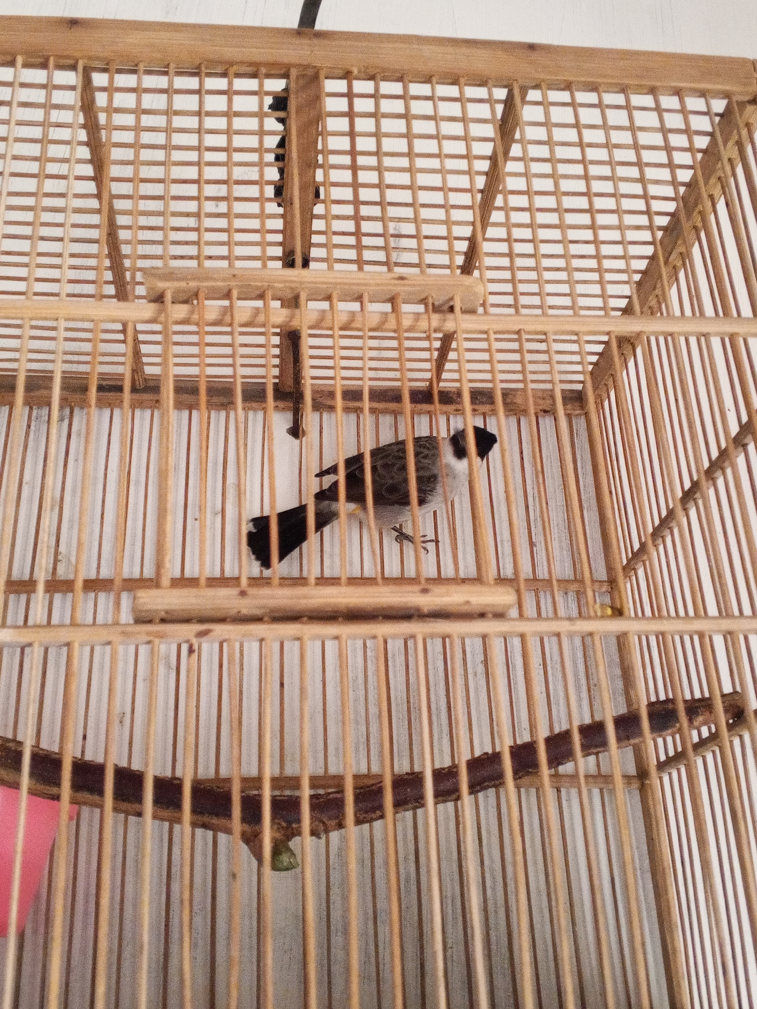 The image shows a small bird with black, gray, and white plumage perched on a wooden branch inside a bamboo birdcage. The bird is facing left, with its head turned slightly towards the viewer. The cage is constructed from vertical and horizontal bamboo strips, creating a grid pattern. A dark, rough wooden branch is positioned horizontally within the cage. The background appears to be a plain, textured surface. The image's origin is Turen, Indonesia.