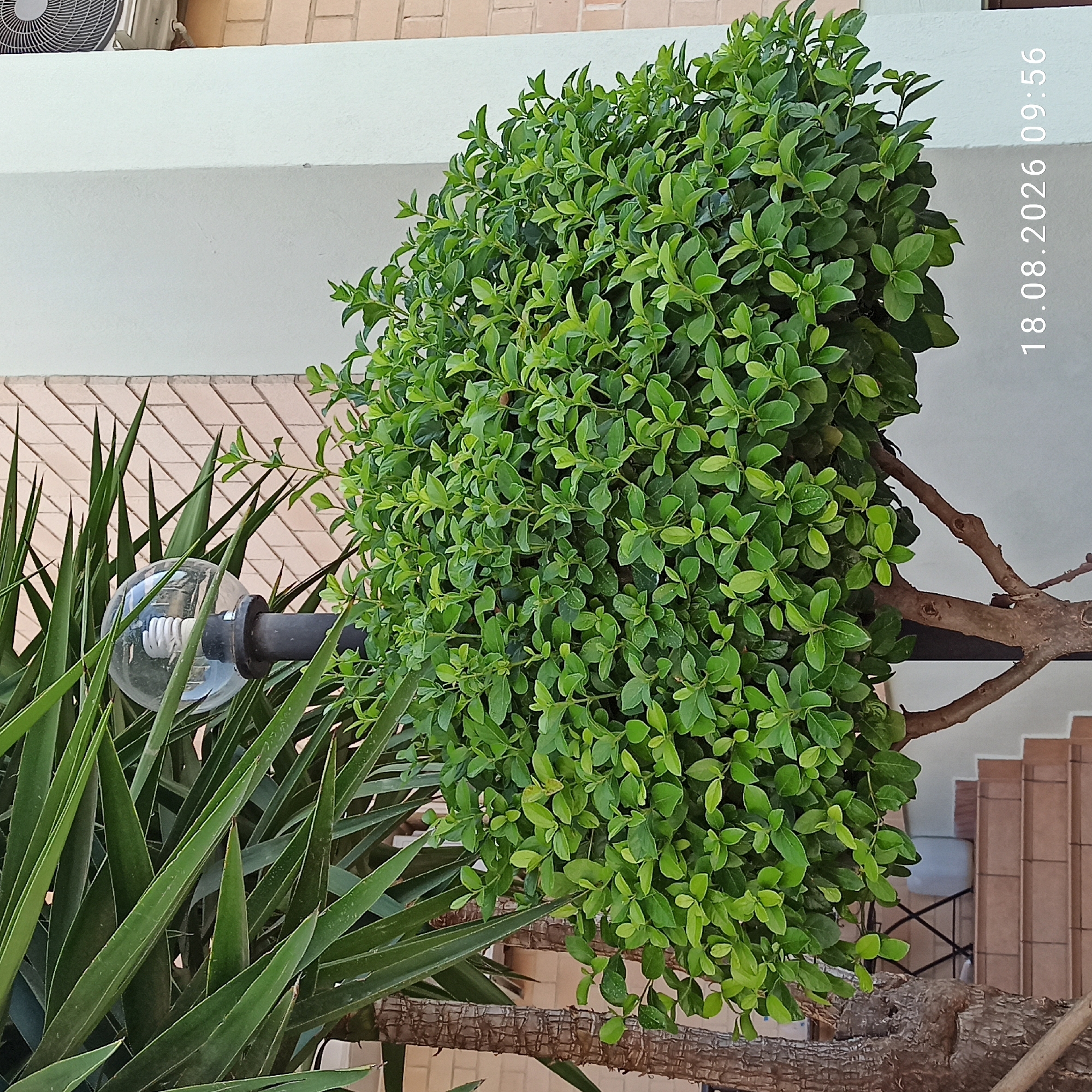 An exterior, medium shot captures a trimmed, spherical green shrub with a visible brown trunk and branches. To the left of the shrub, a portion of a palm tree with long, slender green fronds is visible. A black lamp post with a clear, spherical glass cover housing a fluorescent light bulb stands behind the shrub, partially obscured by foliage. In the background, a light-colored brick wall with a diagonal pattern is present. A white column stands to the right of the shrub, and a section of an air conditioner unit is visible at the top right. Below the shrub, a set of tiled steps leads upwards. The scene is dated "18.08.2026 09:56". The location is identified as Bitonto, Italy.