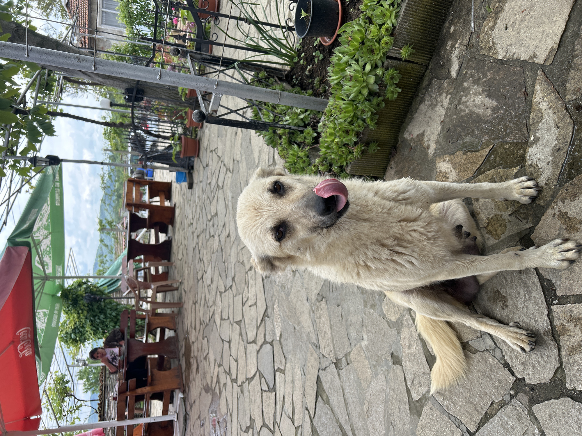 A medium-shot image of a white dog with its tongue sticking out, sitting on a stone-tiled ground. The dog appears to be in an outdoor setting, possibly a patio or courtyard. Behind the dog, there is a metal fence and plants growing in a raised planter. In the background, there are tables and chairs under umbrellas, suggesting a café or restaurant setting. A person is seated at one of the tables. The scene appears to be in Krushevets, Bulgaria.
