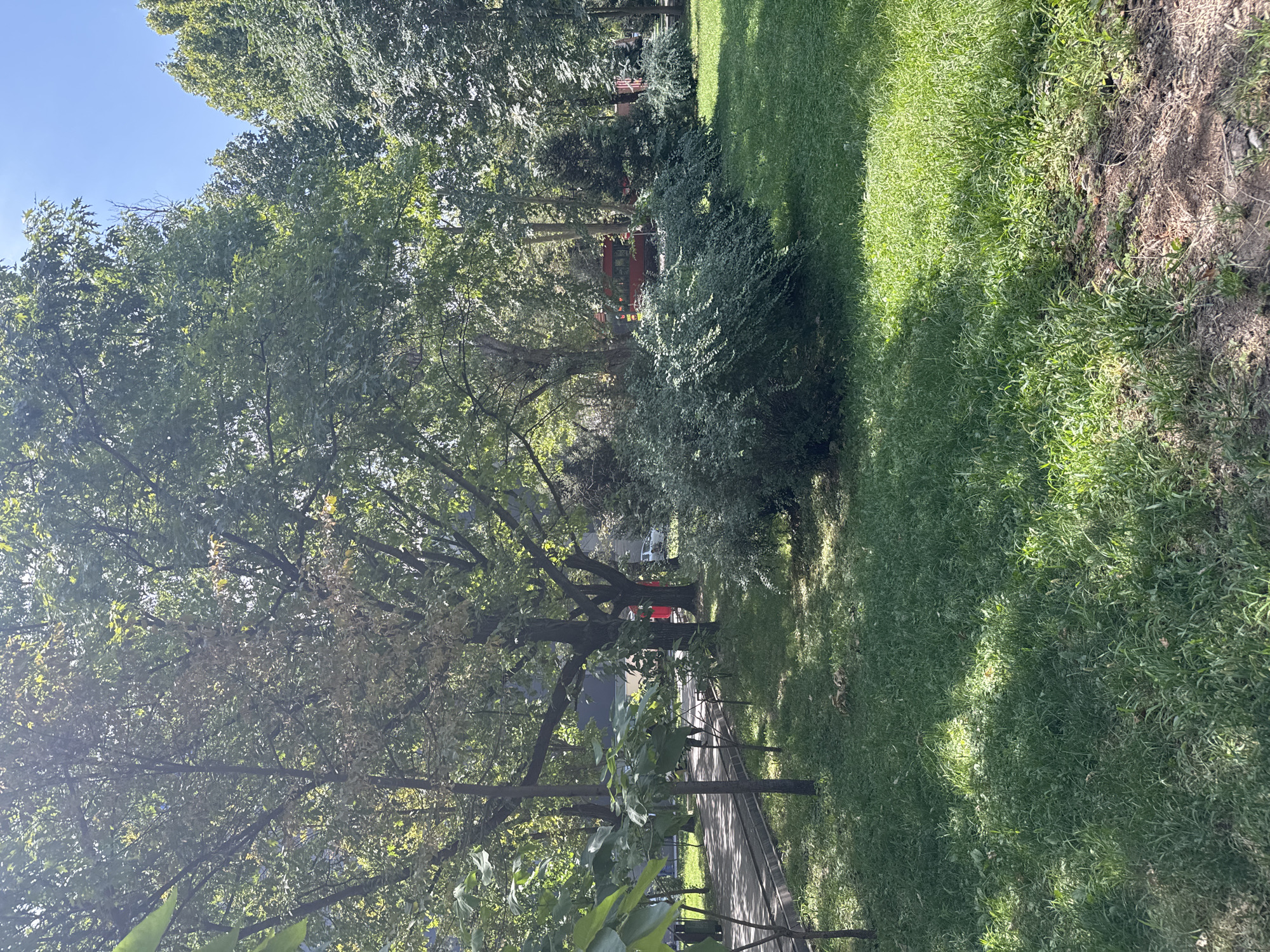 In the city of Bishkek, Kyrgyzstan, a park scene unfolds under a bright, sunny sky. Lush green grass covers the ground, dappled with shadows cast by mature trees with full, leafy canopies. A paved pathway runs alongside the grass, bordered by a low concrete edge. Beyond the pathway, a row of dense, green bushes forms a natural barrier. In the background, partially obscured by trees and foliage, a red bus with large windows is visible, suggesting a public transportation stop or a park amenity. Further back, a silver car is parked. The overall impression is one of a tranquil urban green space.
