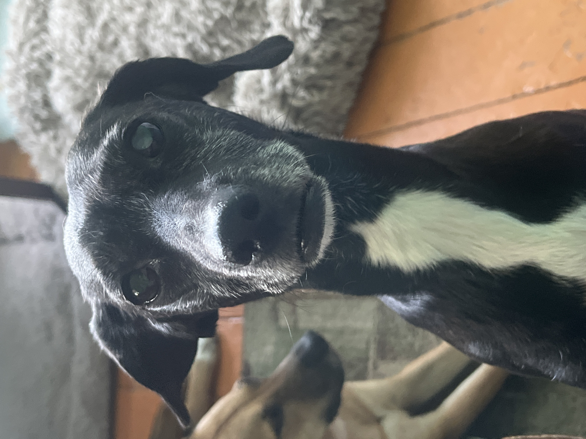 A close-up, slightly tilted portrait shot of a black dog with white markings on its chest. The dog's face is mostly covered in white fur, and it has floppy ears. Another dog is partially visible in the background, lying down. The background also includes a fuzzy grey object and a wooden floor. The location is unknown.