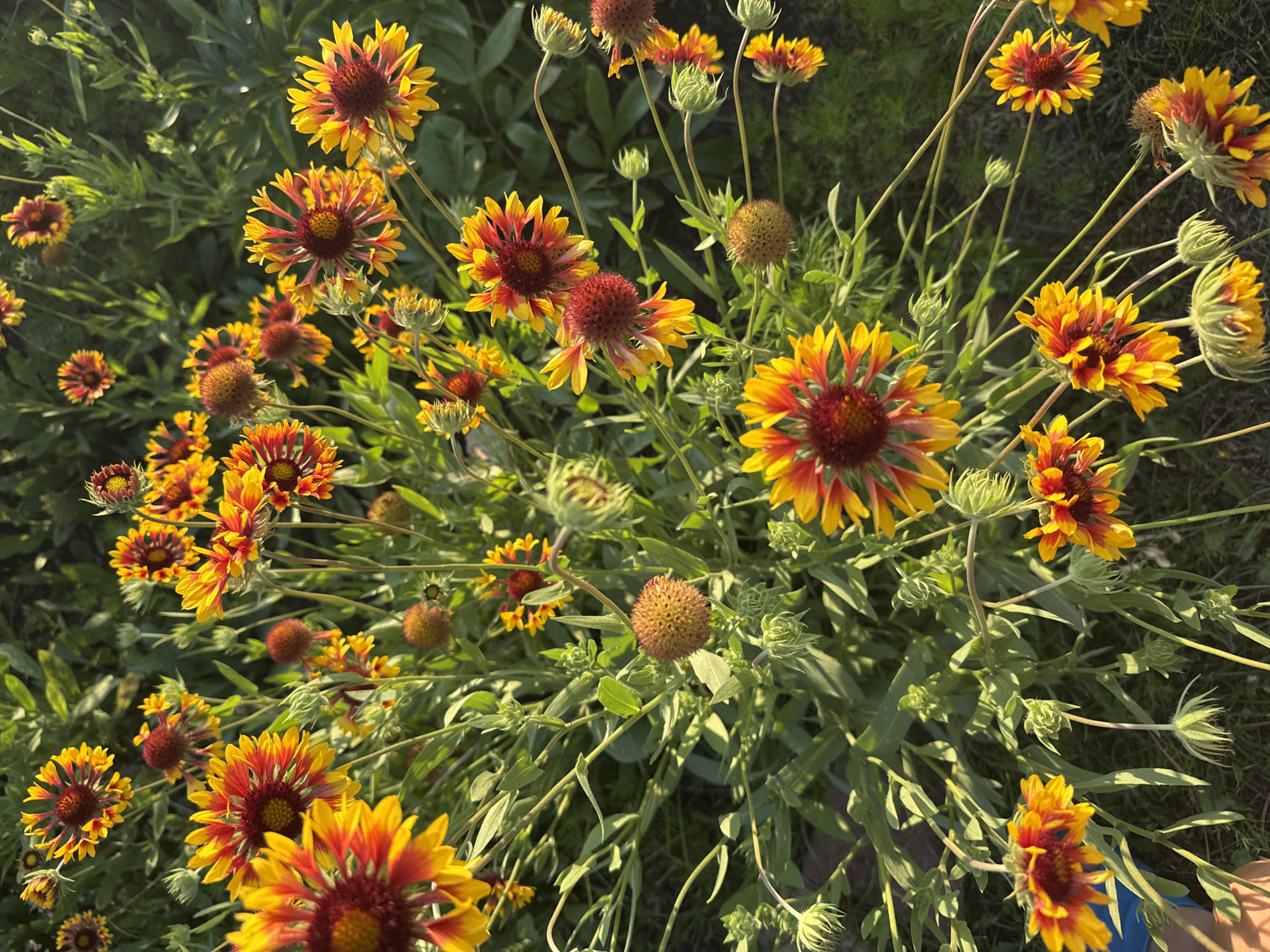 The image shows a dense patch of Blanket Flowers (Gaillardia) in full bloom. The flowers have bright yellow petals that transition to a deep red or burgundy at their centers, with some petals showing gradients of orange and red. The blooms are of varying sizes and stages of development, with some fully open and others still in bud form. The plants are characterized by their tall, slender stems and long, narrow green leaves. The background consists of more greenery and some darker, out-of-focus areas suggesting a garden or natural setting. Sunlight casts a warm glow on the flowers, highlighting their vibrant colors. There is a hint of a person's hand in the lower left corner, wearing a blue sleeve, suggesting human interaction with the plants. The scene is likely a garden or park in Otradny, Russia, given the provided context.
