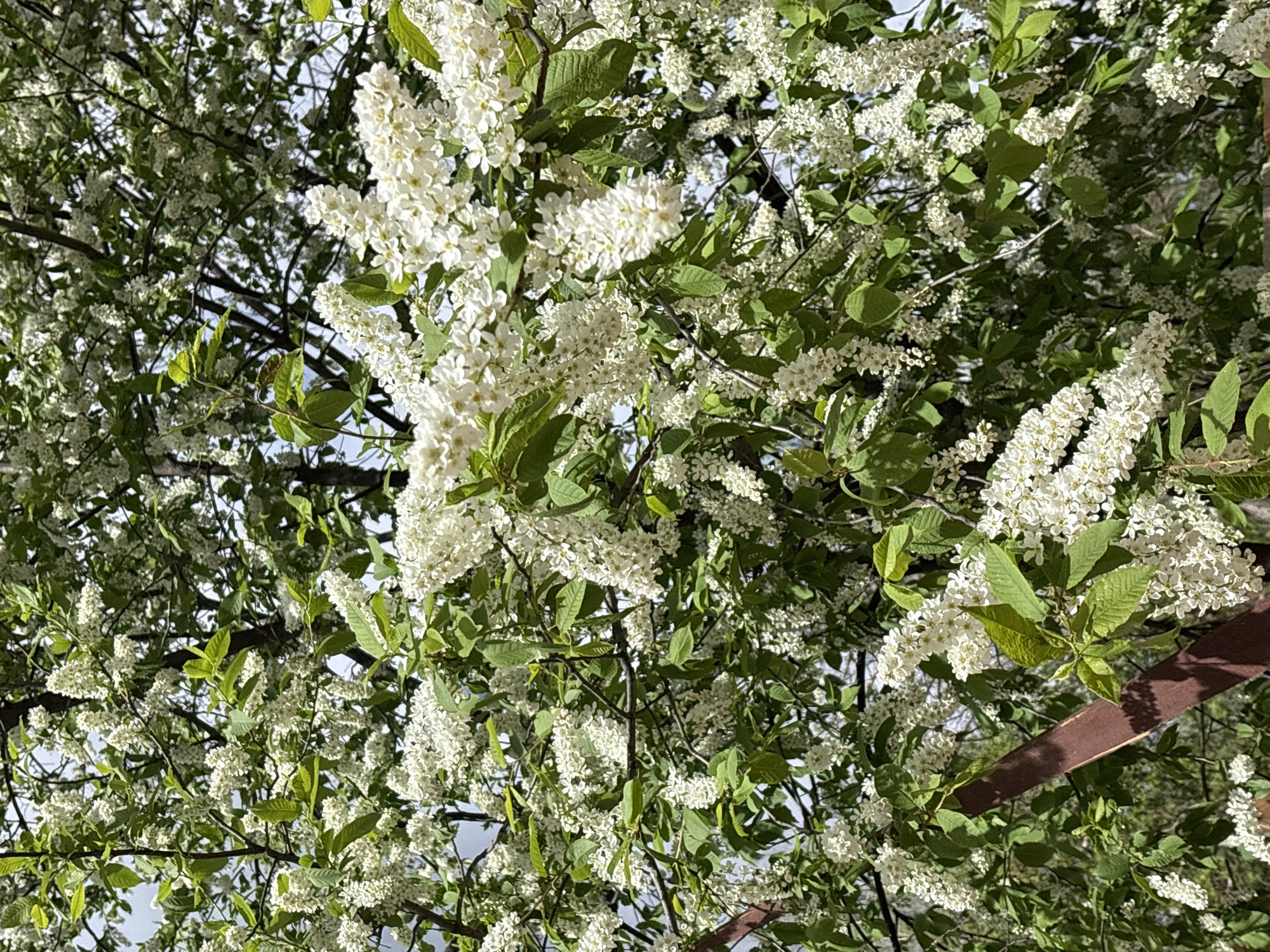 The image depicts a close-up view looking upwards into a tree filled with clusters of small white flowers and green leaves. The branches are visible and some patches of pale blue sky are peeking through the foliage. A portion of a brown wooden structure is visible in the lower right corner. The location is Chaikovsky, Russia.
