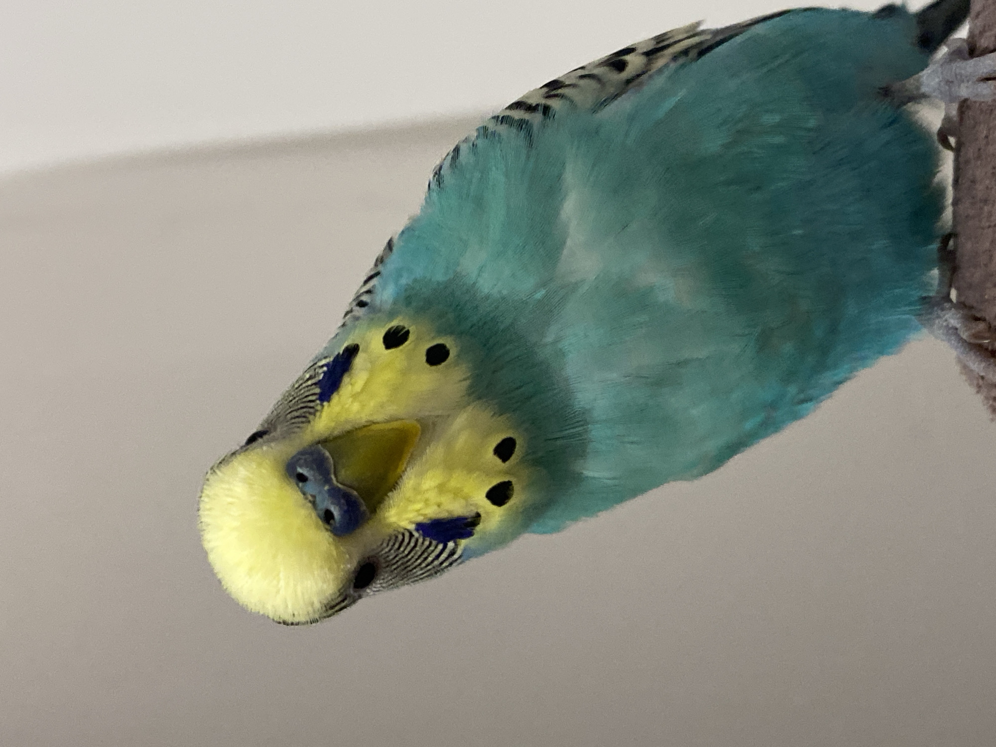 A close-up, high-angle shot shows a blue and yellow parakeet perched upside down. The bird's head is yellow with small black spots and a blue cere above its beak. The body is predominantly teal-blue, with black barring on the wings. The parakeet is grasping a perch with its feet. The background is a neutral, light grey color.