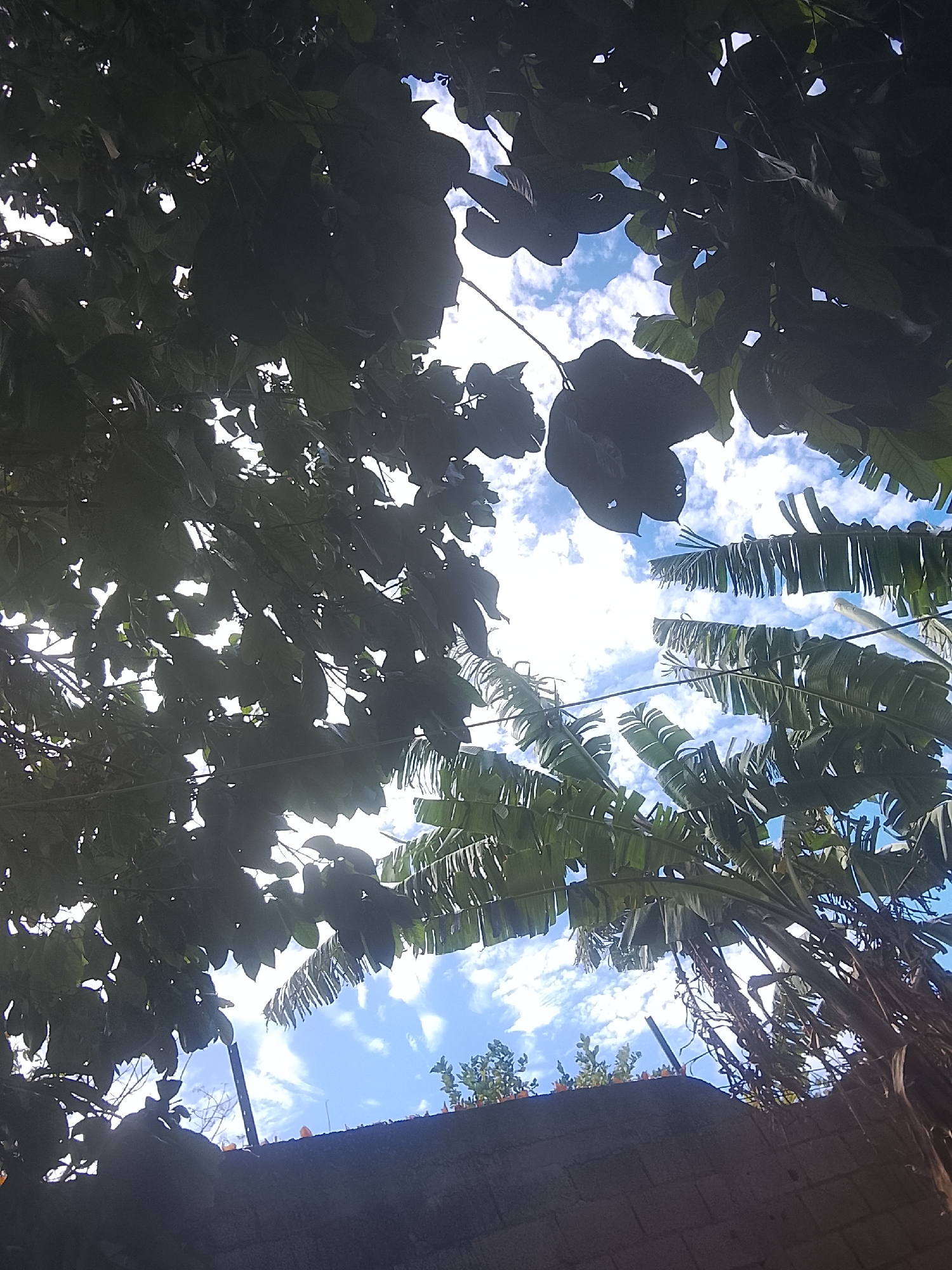 The image, taken from a low angle, shows a view of the sky through dense foliage. The sky is blue with scattered white clouds. Various types of trees and plants are visible, including banana trees. In the foreground, there appears to be a wall or structure, possibly a building or fence. The location is speculated to be Altagracia, Venezuela.