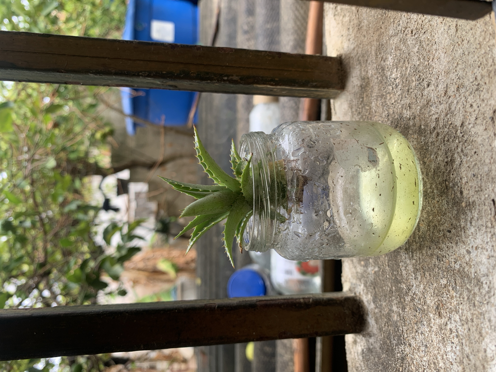 This outdoor photograph, likely captured in Santa Ana, Venezuela, presents a close-up view of a small succulent plant, possibly an aloe vera, being cultivated in a repurposed clear glass jar. The plant features vibrant green, spiky leaves that emerge from the jar, which contains a yellowish liquid, suggesting water for rooting or propagation. The jar itself appears somewhat weathered with specks and watermarks.
In the mid-ground, a dark, worn metal railing runs horizontally across the lower and upper portions of the frame. The glass jar is positioned next to a textured, light-colored concrete wall, which occupies the right side of the image.
The background is softly out of focus, revealing lush green foliage from trees and bushes, indicating an abundant natural or garden environment. Within the blur, a large blue plastic container and several other glass bottles or jars, one with a blue cap, can be faintly discerned.
The scene is illuminated by bright natural daylight, characteristic of a sunny day, suggesting the photograph was taken during daytime, possibly morning or afternoon. The overall impression is one of humble plant care in a residential outdoor setting. No distinct text is clearly visible on any object.