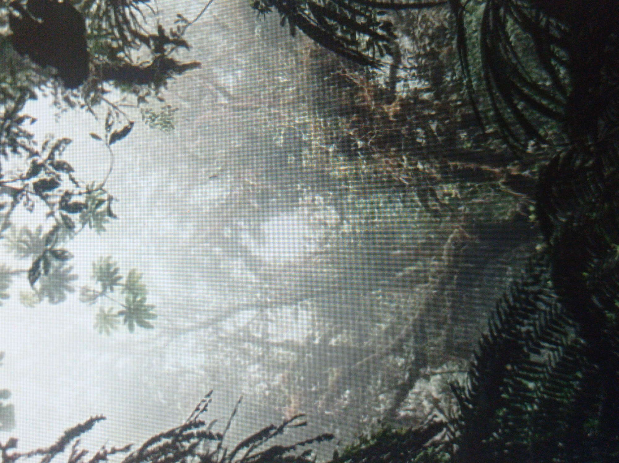The image depicts a dense, misty forest environment. The foliage is lush and varied, with ferns and other leafy plants dominating the foreground and middle ground. Tall trees with moss-covered branches are visible in the background, partially obscured by fog. The overall impression is one of a humid, overgrown, and somewhat mysterious natural setting. There are no people or any indication of urban structures, making it impossible to associate this scene with the city of Mukachevo, Ukraine, or any specific location within a city. The image is a purely natural landscape.