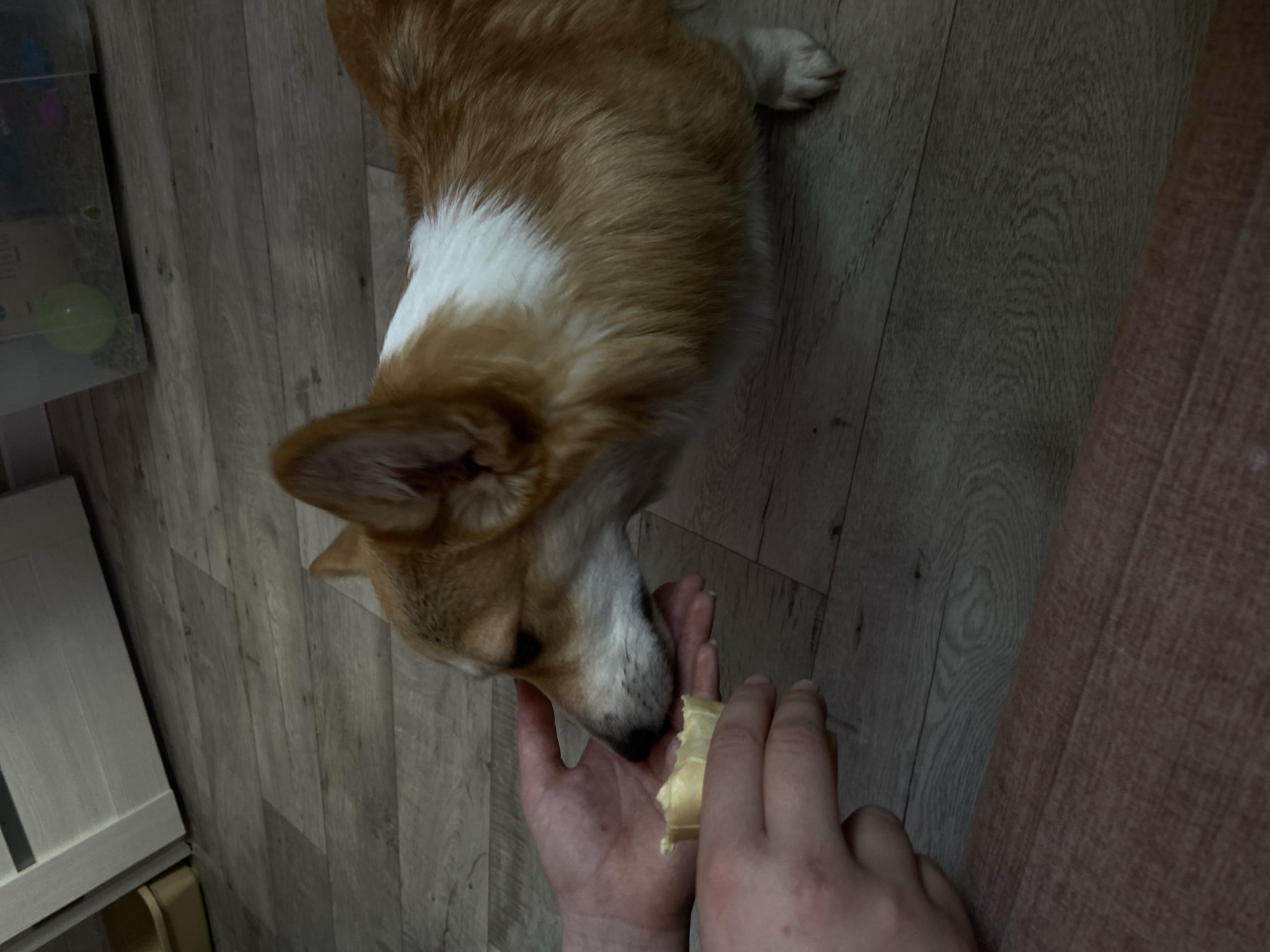 An indoor scene shows a corgi-like dog being hand-fed a pale, rectangular treat by a fair-skinned person. The dog is mostly tan and white. The person's hands hold the treat close to the dog's mouth. The background features light-colored wood-like flooring, a cabinet or storage unit, and the edge of what appears to be a sofa. The location is within a residence, details of which are unknown, but believed to be in Chaikovsky, Russia.