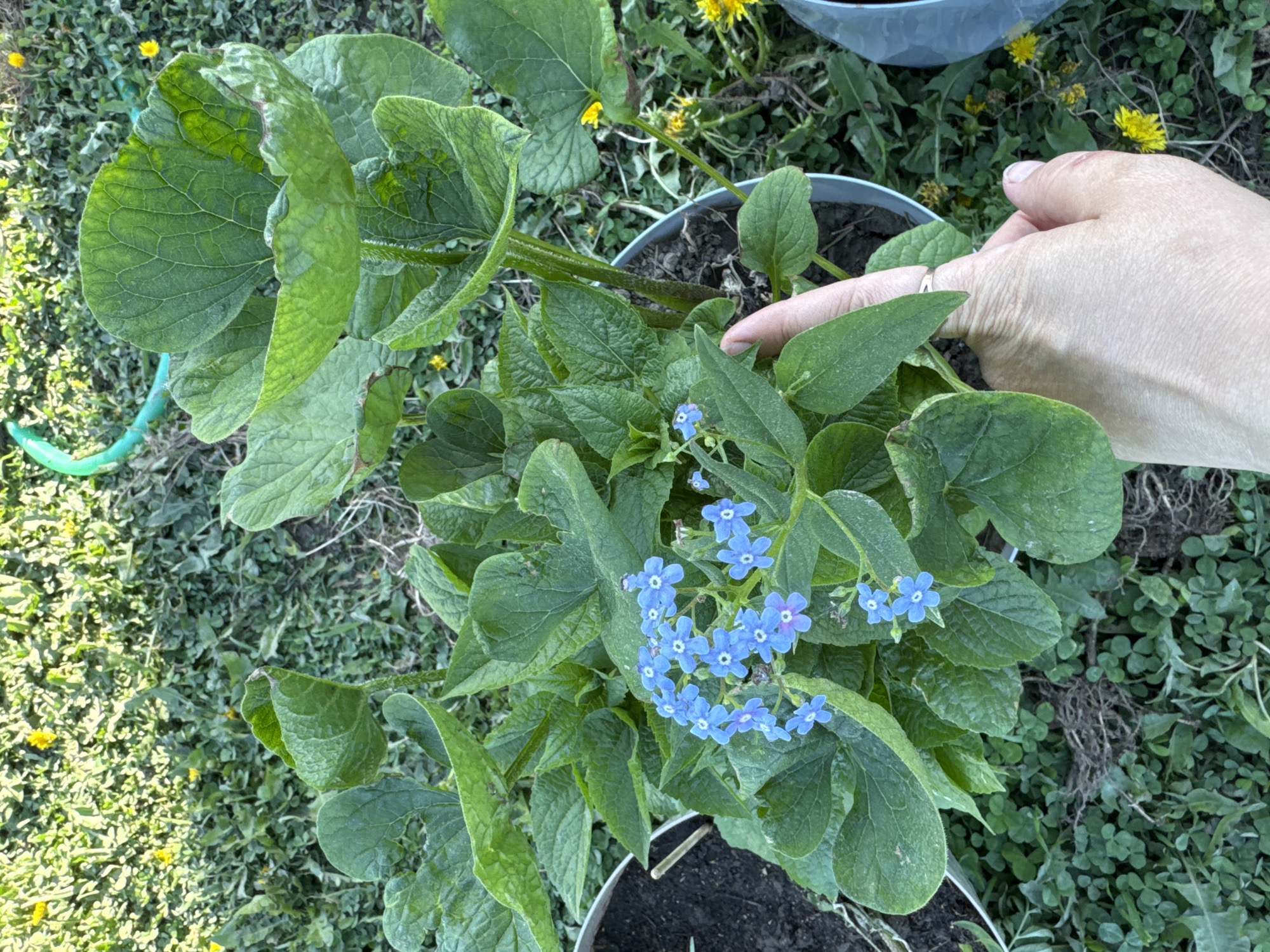 A top-down shot shows a plant with bright blue flowers in a pot, surrounded by greenery and dandelions. A hand with a ring points towards the leaves. The plant and pot sit outside in a garden or lawn setting. The location given is Rusalevka, Russia, though this cannot be verified from the image. There are no people visible, only a partial view of a hand.