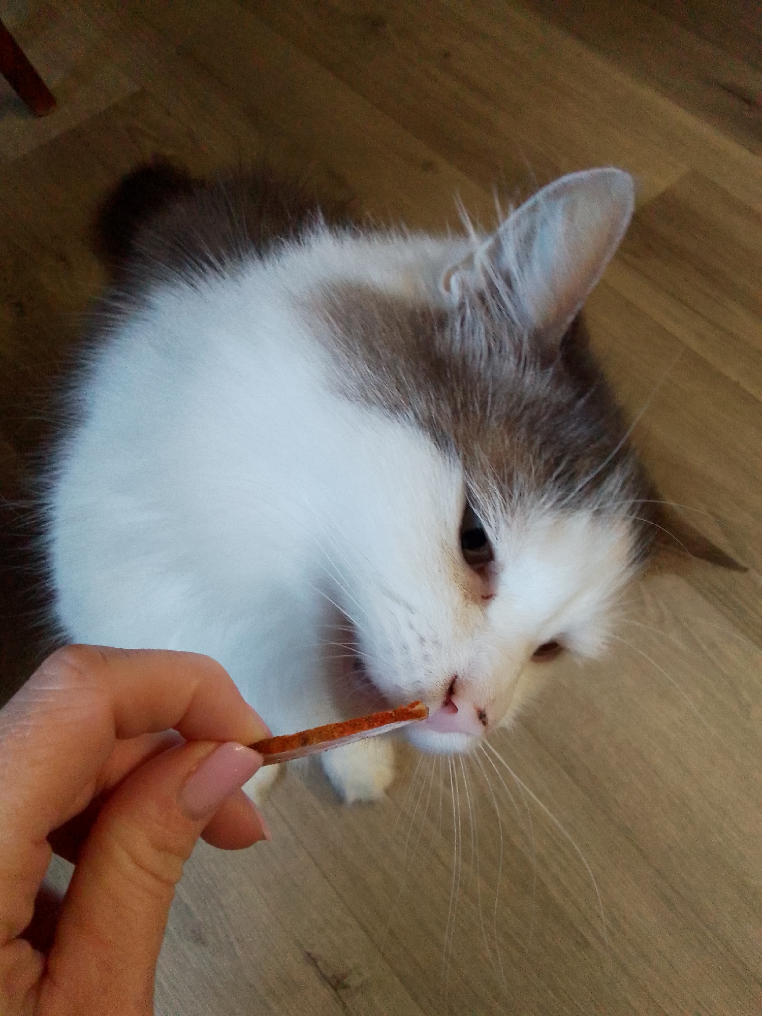 A fluffy, white and brown cat with a pink nose is sniffing a thin, orange treat held by a person's hand. The cat is looking down at the treat, with its whiskers fanned out. The background is a wooden floor. The image is taken from a high angle, looking down at the cat.
