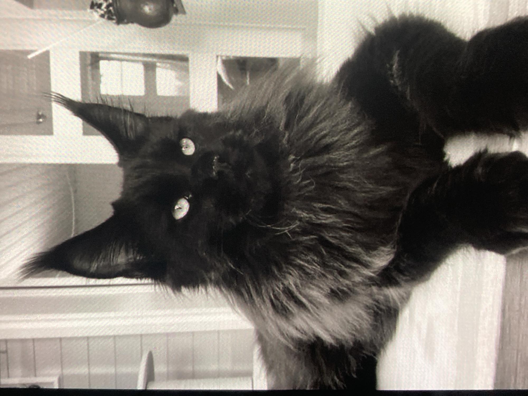 A black Maine Coon cat with striking green eyes is resting on a white surface. The cat has long, fluffy fur around its neck and large, pointed ears. The background appears to be indoors, with what looks like window panes and vertical blinds visible. The scene is lit by natural light, casting shadows that highlight the cat's features. There are no people or specific landmarks of Ustyvytsia, Ukraine, visible in the image.