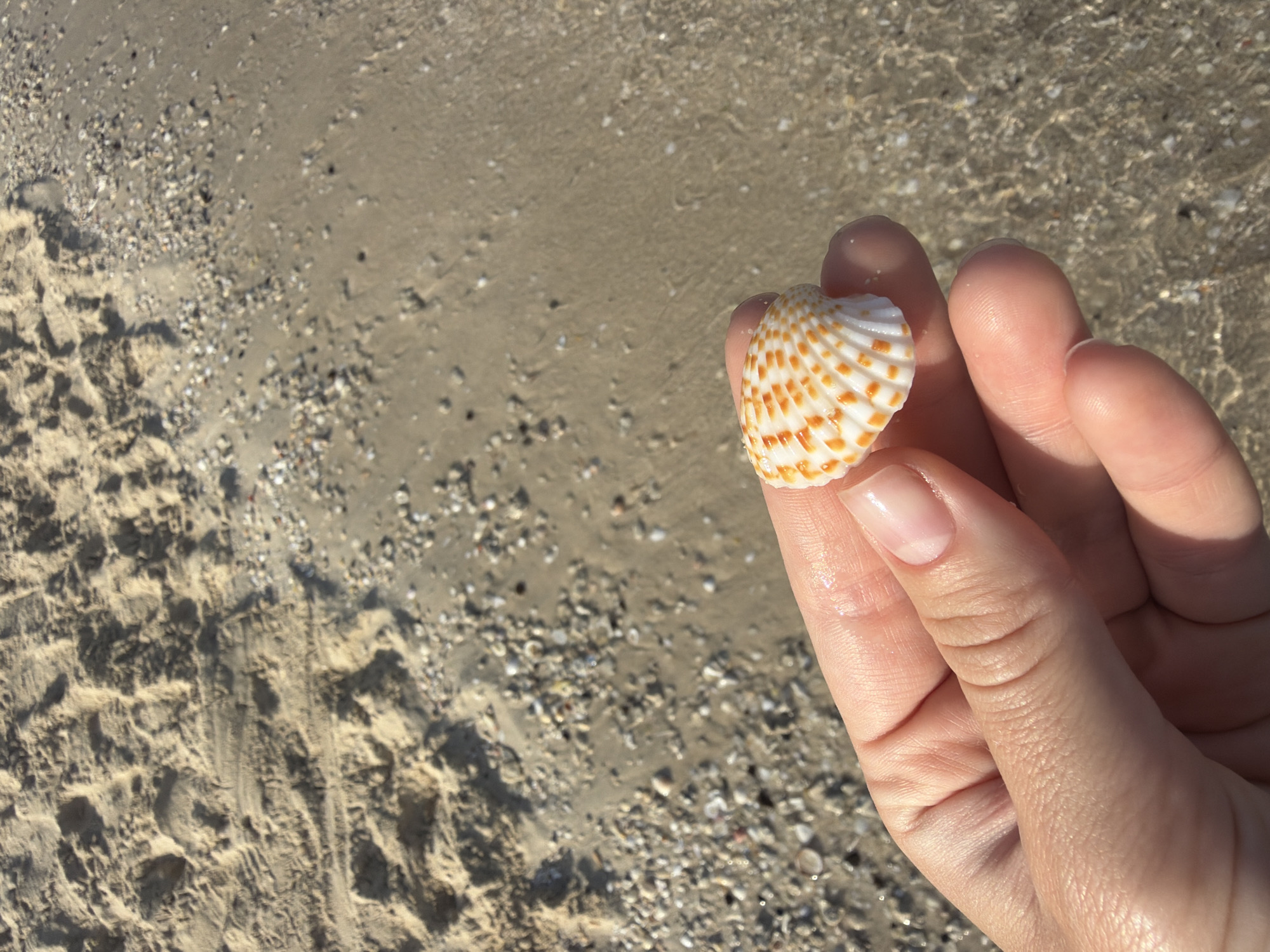 A person's hand holds a small, intricately patterned seashell against the backdrop of a beach. The shell is primarily white with orange markings. The beach consists of sand with varying degrees of moisture and scattered shell fragments. The background water suggests a shallow depth, revealing the sandy seabed. The scene is likely in Dubai, United Arab Emirates.