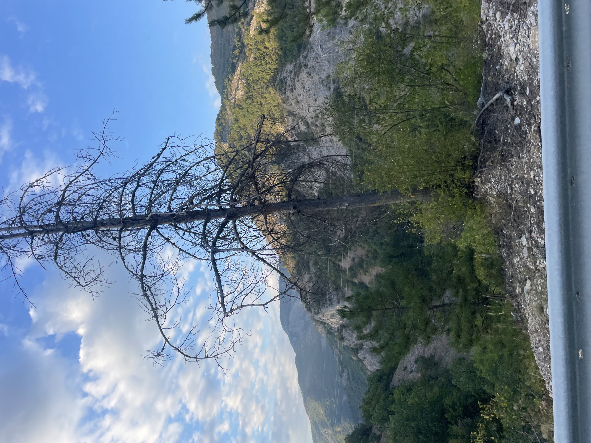 The image shows a dead tree in the foreground, with its bare branches stark against a blue sky dotted with white clouds. Behind the tree, a lush green mountainside slopes upwards, covered in trees and rocky terrain. The scene appears to be a natural landscape, possibly in a rural area. There are no people or animals visible in the image, and no specific man-made structures, apart from what appears to be a guardrail in the very bottom of the frame, suggesting the vantage point is from a road. The overall impression is one of natural beauty and ruggedness, with the dead tree adding a touch of somberness to the otherwise vibrant scenery.