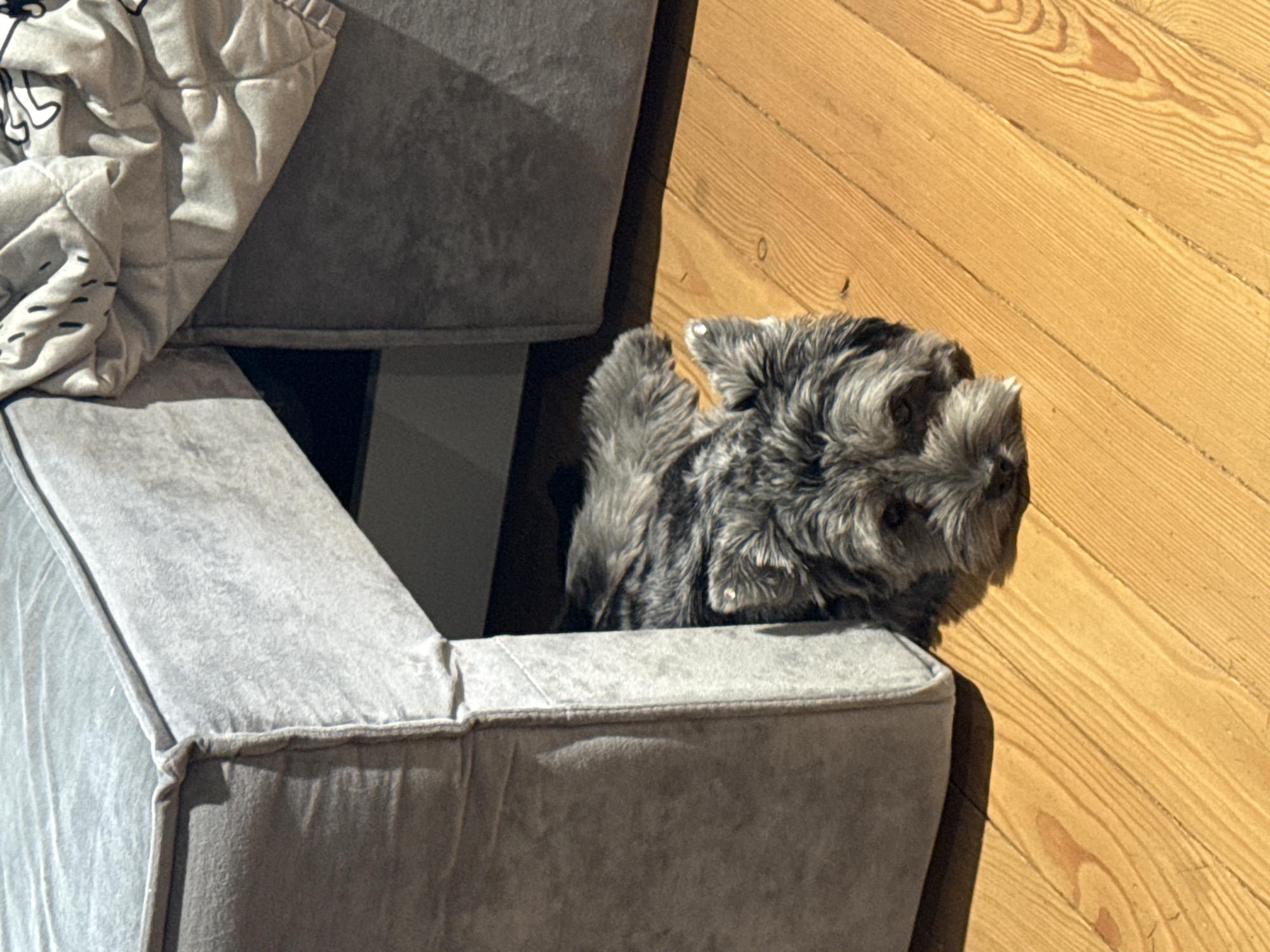 A small, grey, fluffy dog with dark eyes peeks out from inside a grey upholstered storage ottoman. The ottoman is open on one side, revealing a dark interior. A light-colored, quilted blanket with a black outline pattern is draped over the left side of the ottoman. The dog's fur is textured, with longer strands around its face and ears. Its head is turned slightly to the right, and it appears to be looking forward.
The ottoman sits on a wooden floor with visible grain patterns and a warm, natural tone. The lighting suggests it is daytime, with sunlight casting shadows, particularly a strong shadow from the ottoman onto the floor to its right. The scene is indoors, likely in a home. The overall impression is one of a cozy, domestic setting. No text is visible in the image.