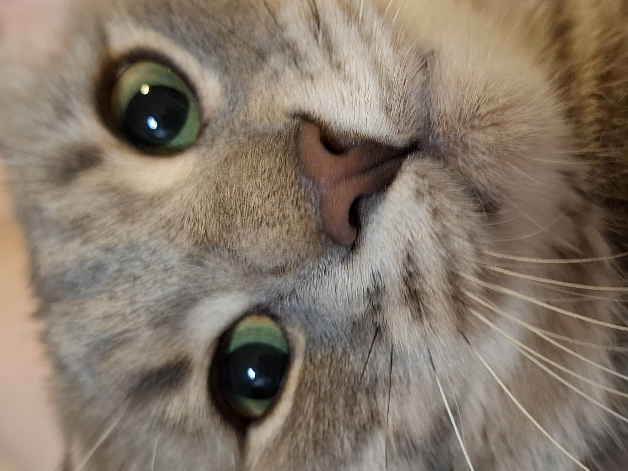 The image is a close-up, eye-level shot of a cat's face. The cat has striking green eyes, a pink nose, and grey and white tabby markings. The whiskers are long and white. The background is blurred and appears to be a light-colored surface, possibly a blanket or furniture. The image is focused on the cat's facial features, with the nose and eyes being the most prominent. There is no indication of any specific location in Zemun Urban Municipality, Serbia, or any people, actions, or interactions.